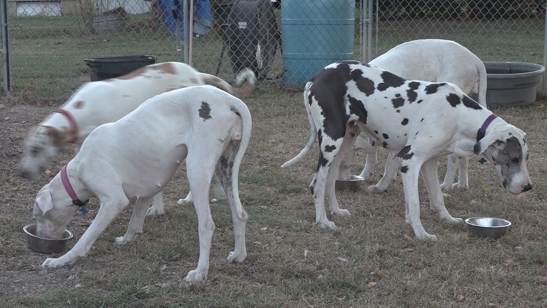 Great Dane - HD Wallpaper 