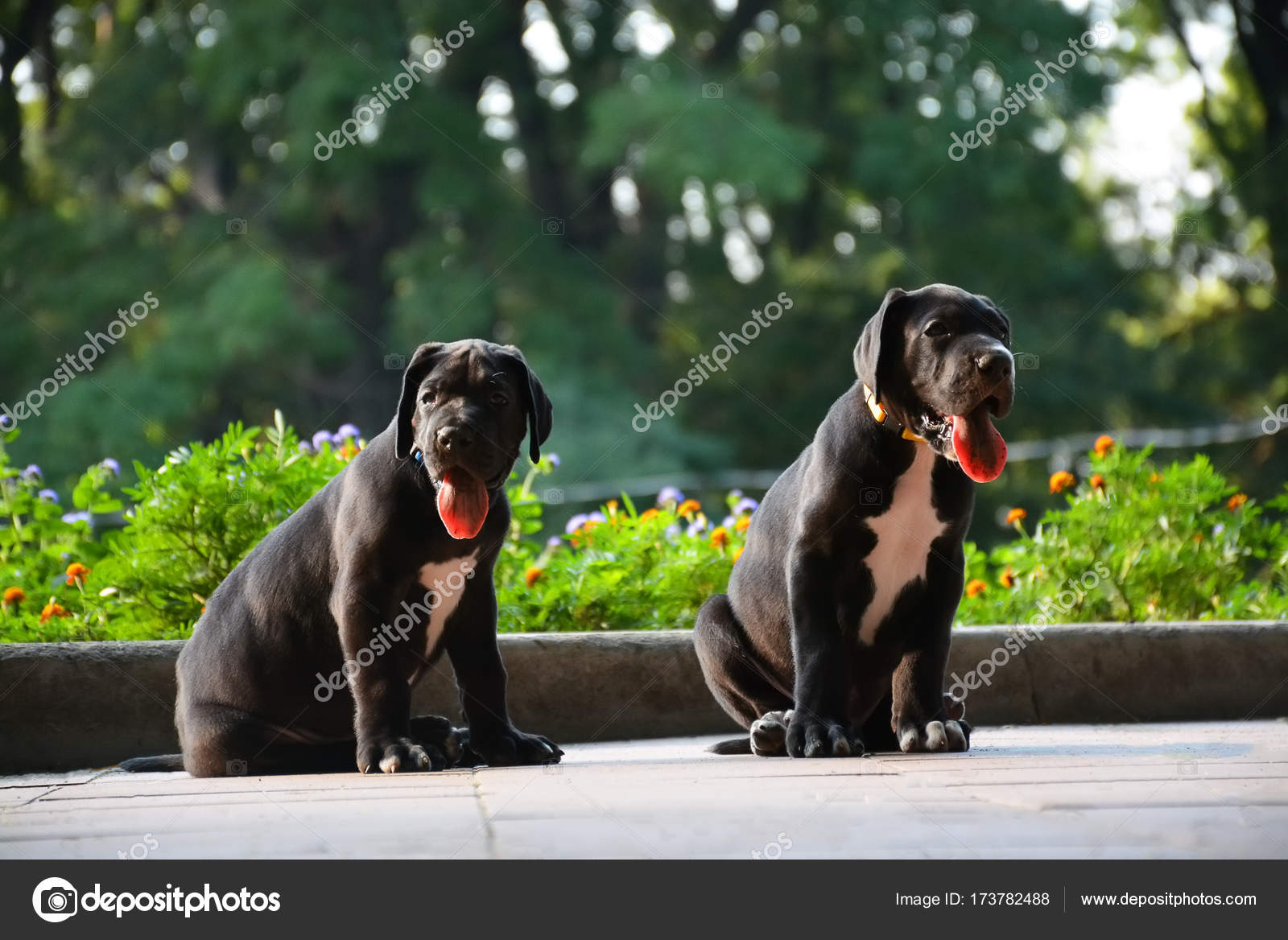 Great Dane - HD Wallpaper 