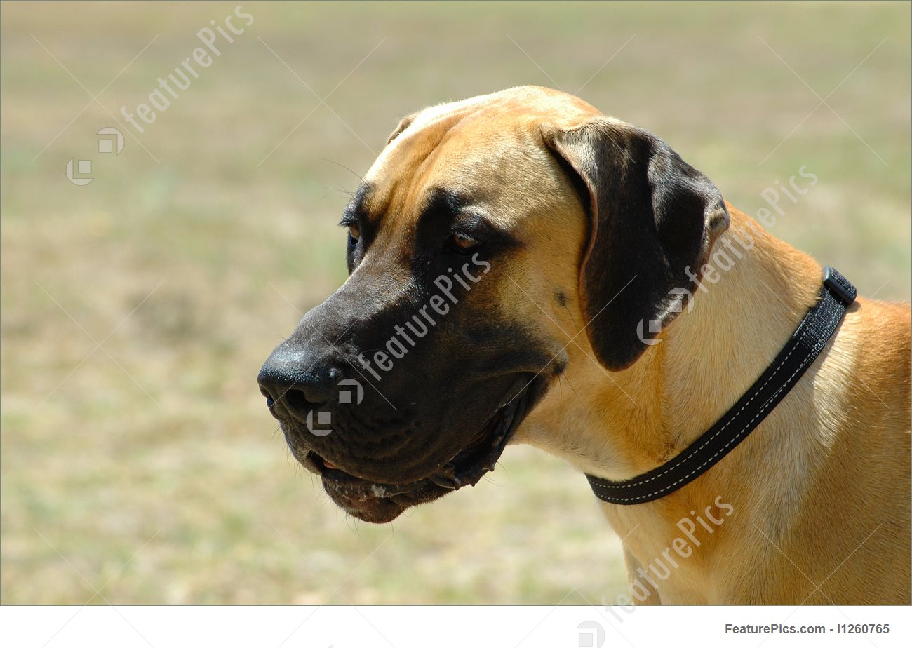 A Beautiful Creme Great Dane Dog Head Portrait Watching - Great Dane Head - HD Wallpaper 
