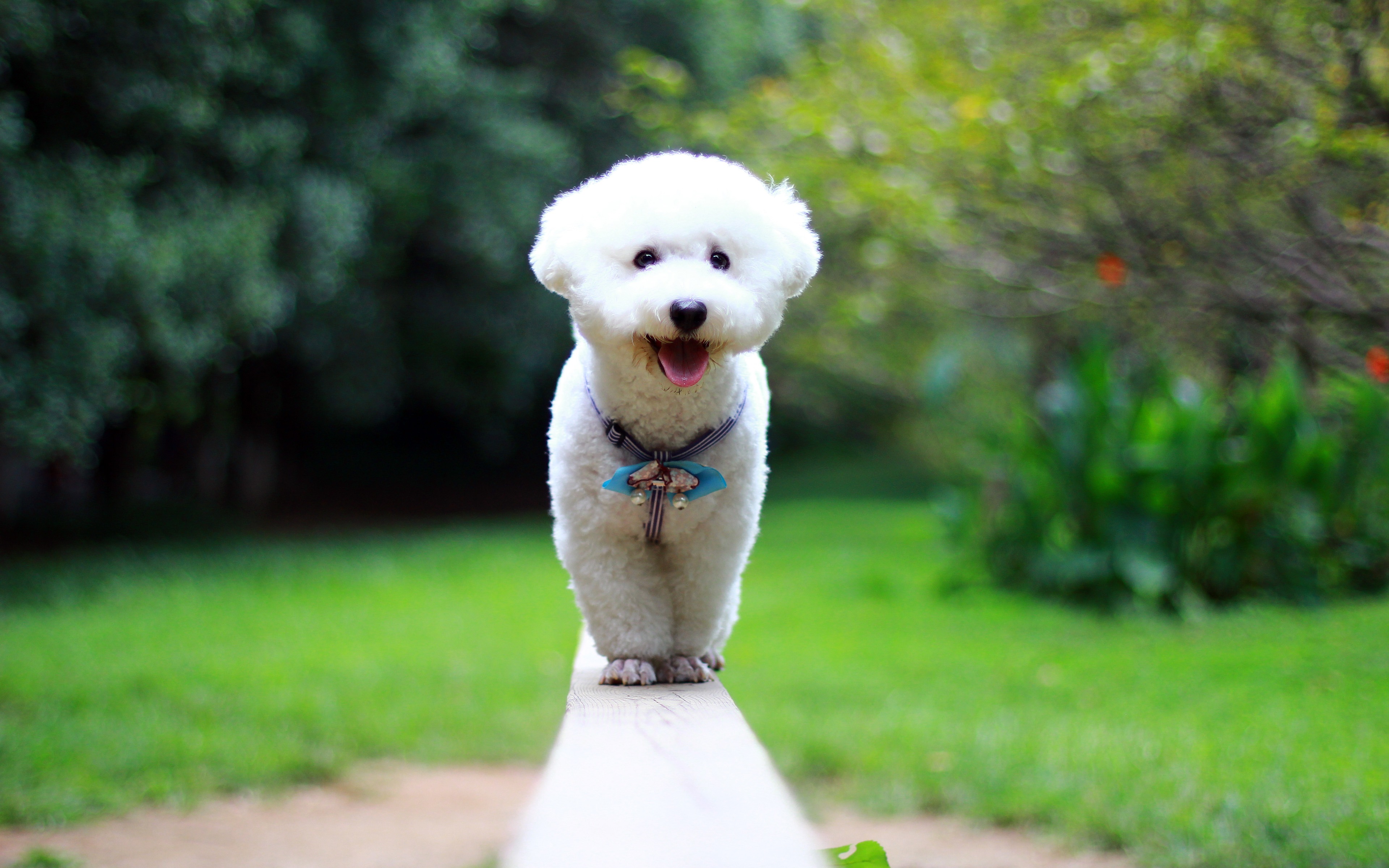 Bichon Frise, Close-up, Bokeh, Pets, Dogs, Park, White - White Poodle Dog Park - HD Wallpaper 