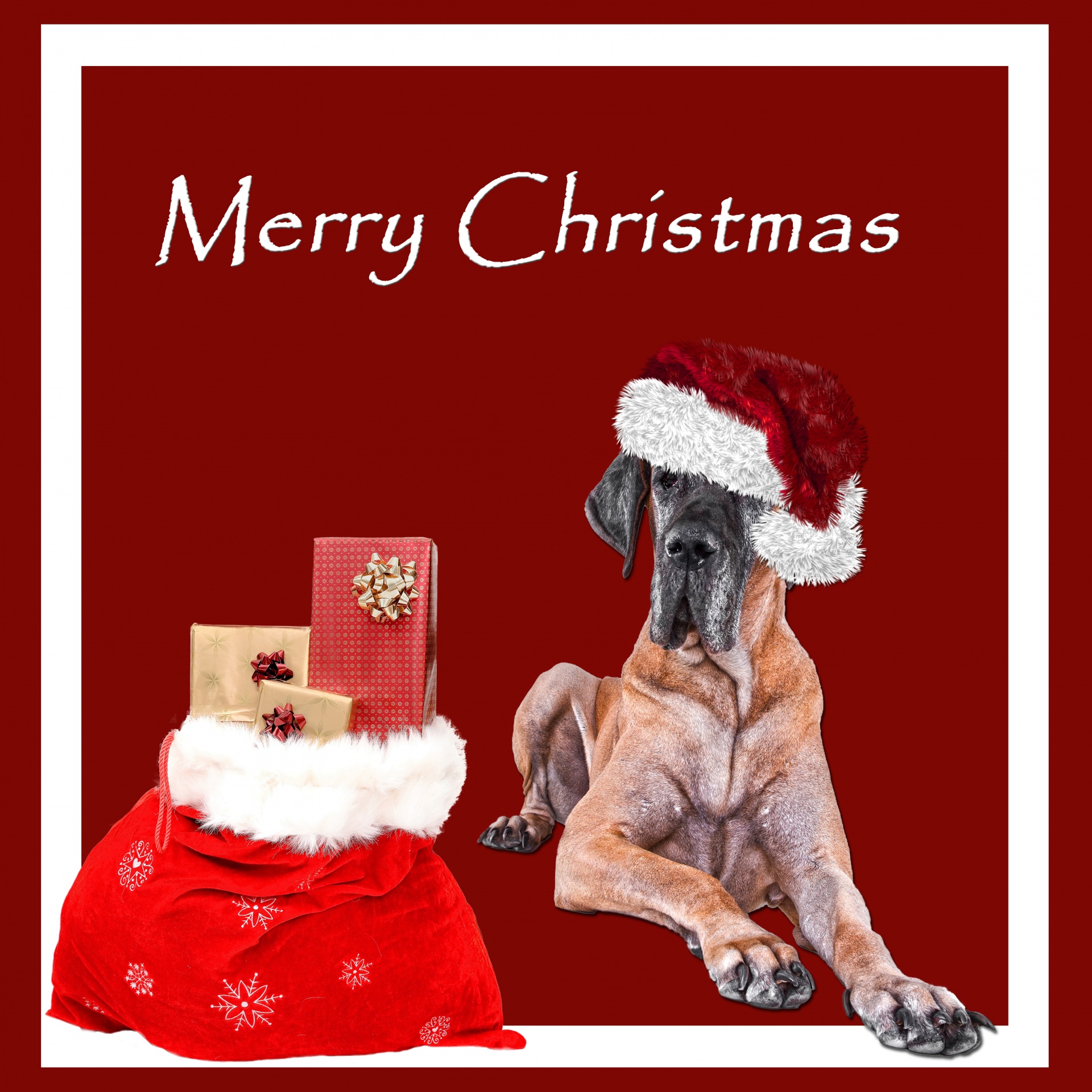 Christmas Dog Great dane Free Photo - Merry Christmas Great Dane - HD Wallpaper 