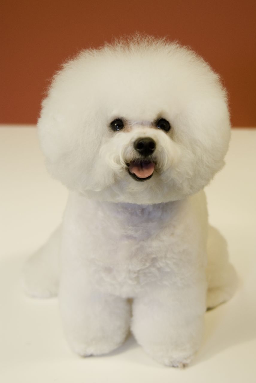 Bichon Frise - HD Wallpaper 