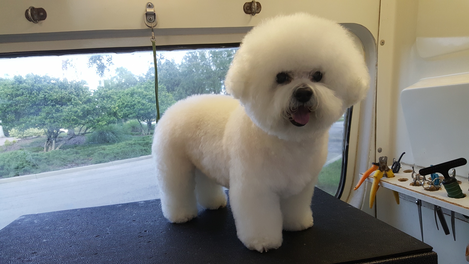 Bolognese - HD Wallpaper 