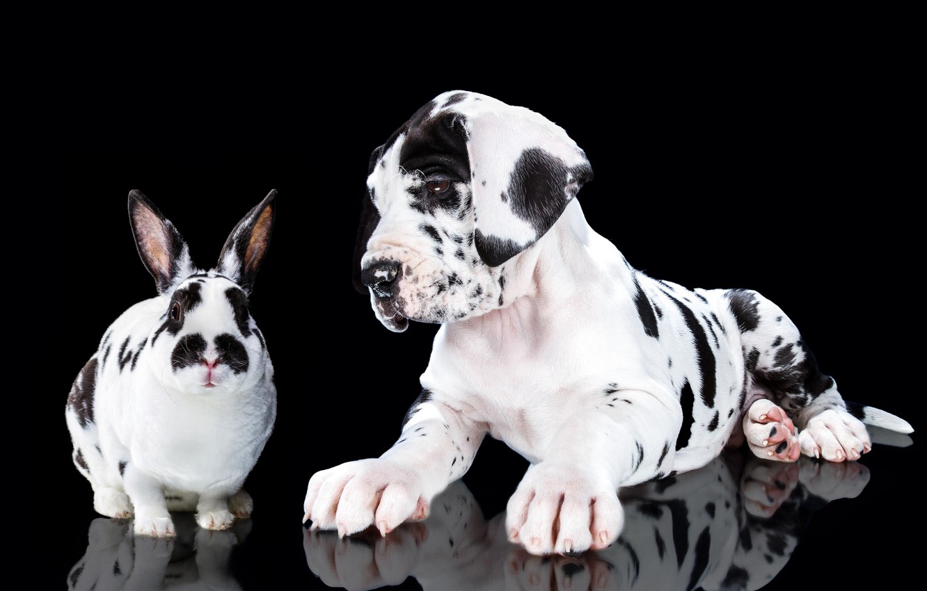 Photo Wallpaper Portrait, Dog, Rabbit, Puppy, Black - Great Dane - HD Wallpaper 