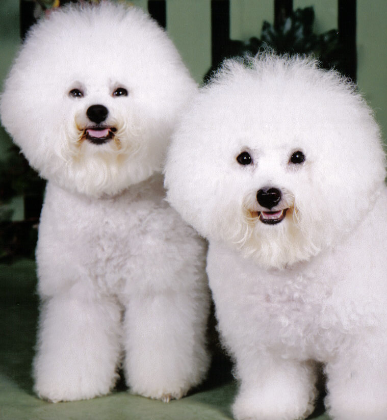 Bichon Frise Dog Breeders Profiles And Pictures - Bichon Frise - HD Wallpaper 