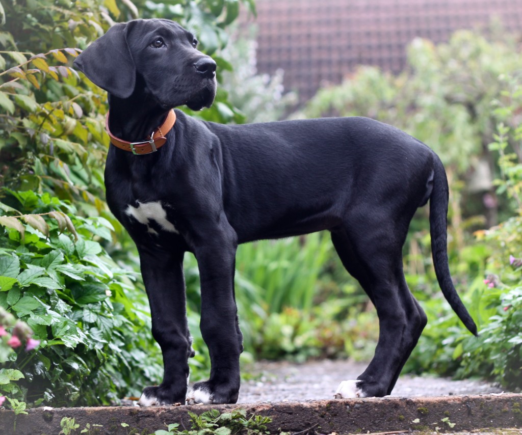 Great Dane Puppy 5 Months - HD Wallpaper 
