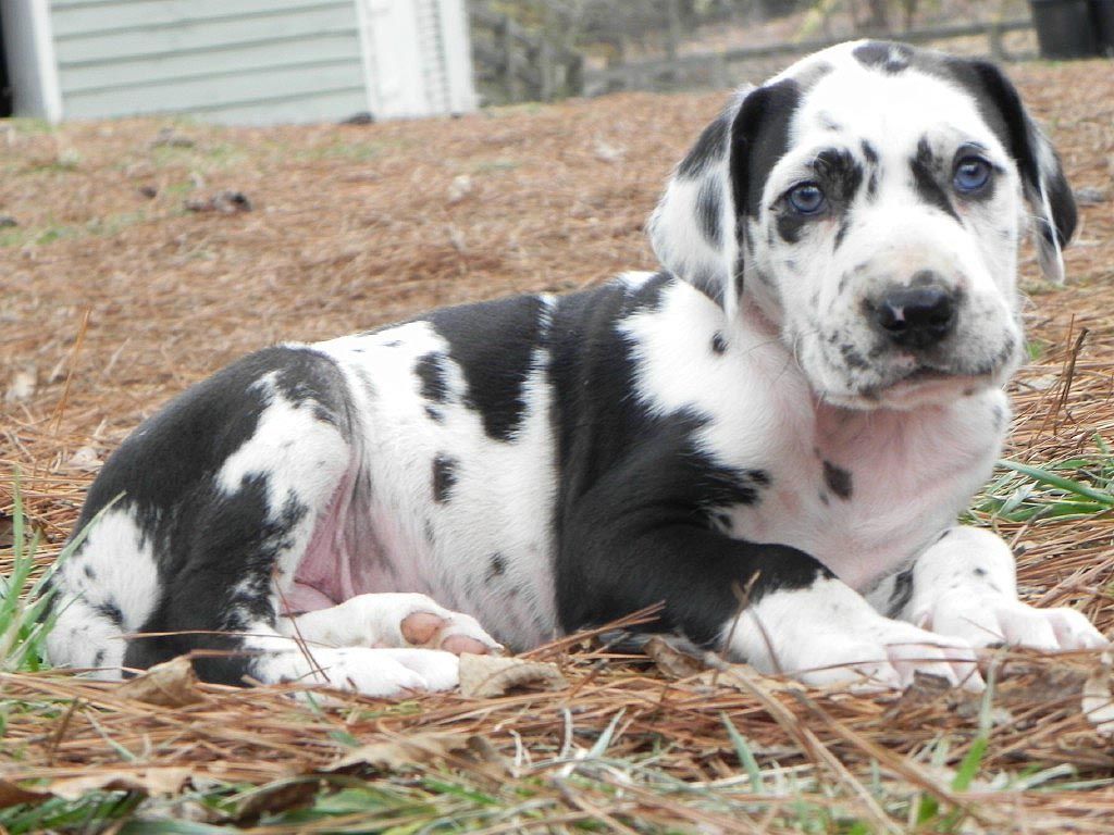 Great Dane Puppies - HD Wallpaper 