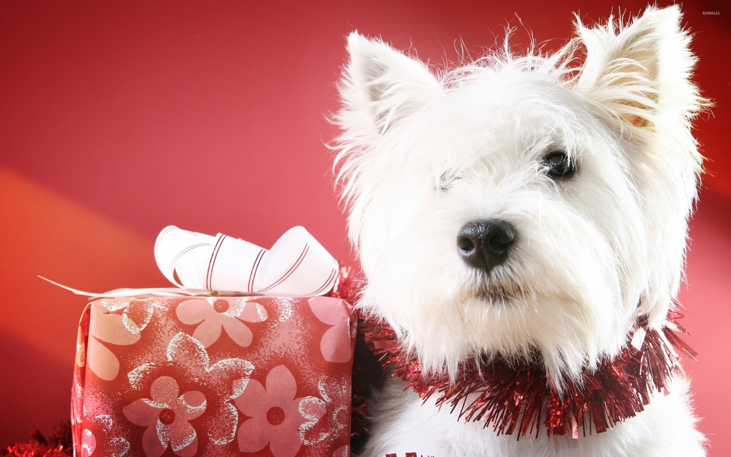 Hd Wallpaper Dog Christmas - HD Wallpaper 