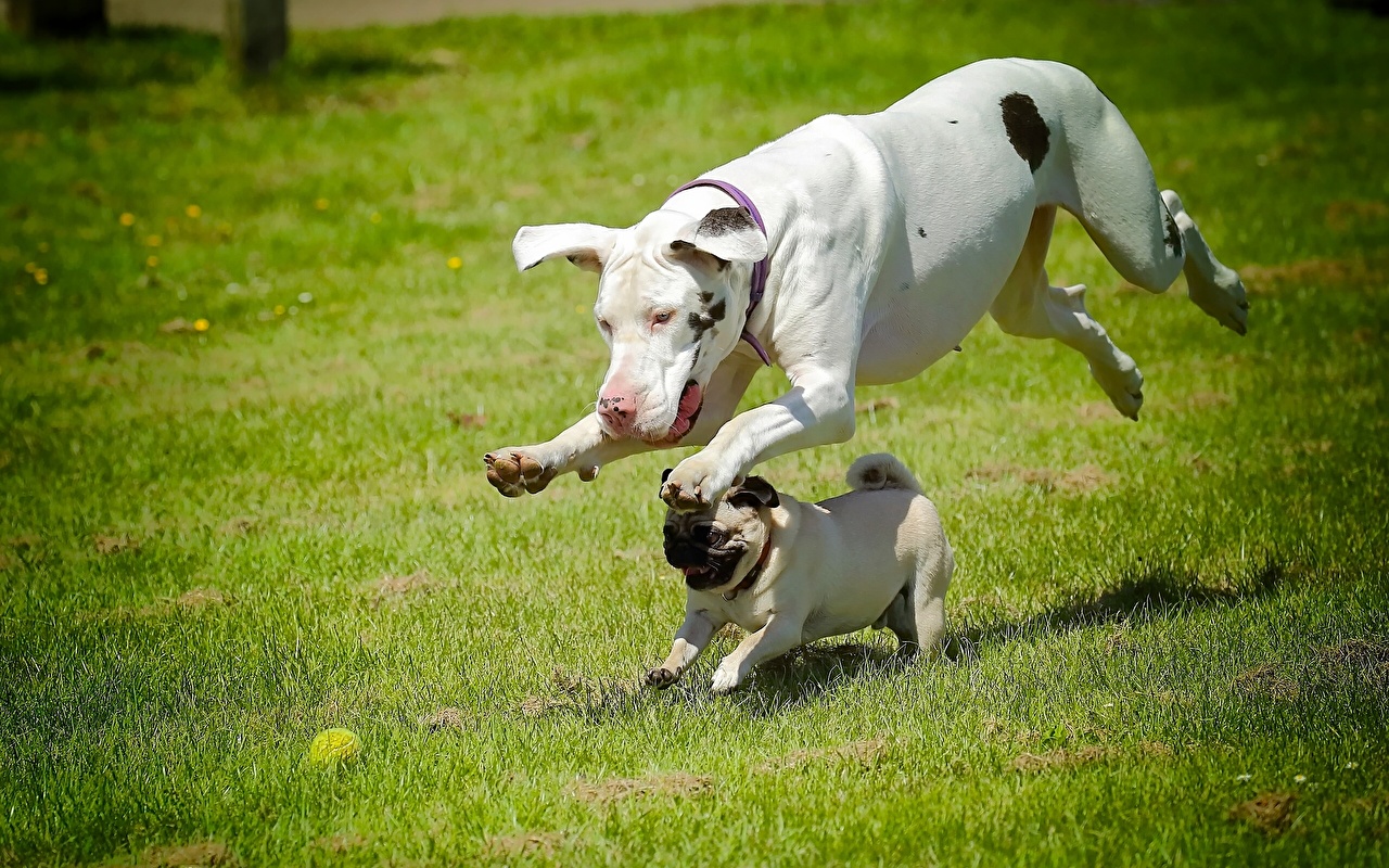 Pug - HD Wallpaper 