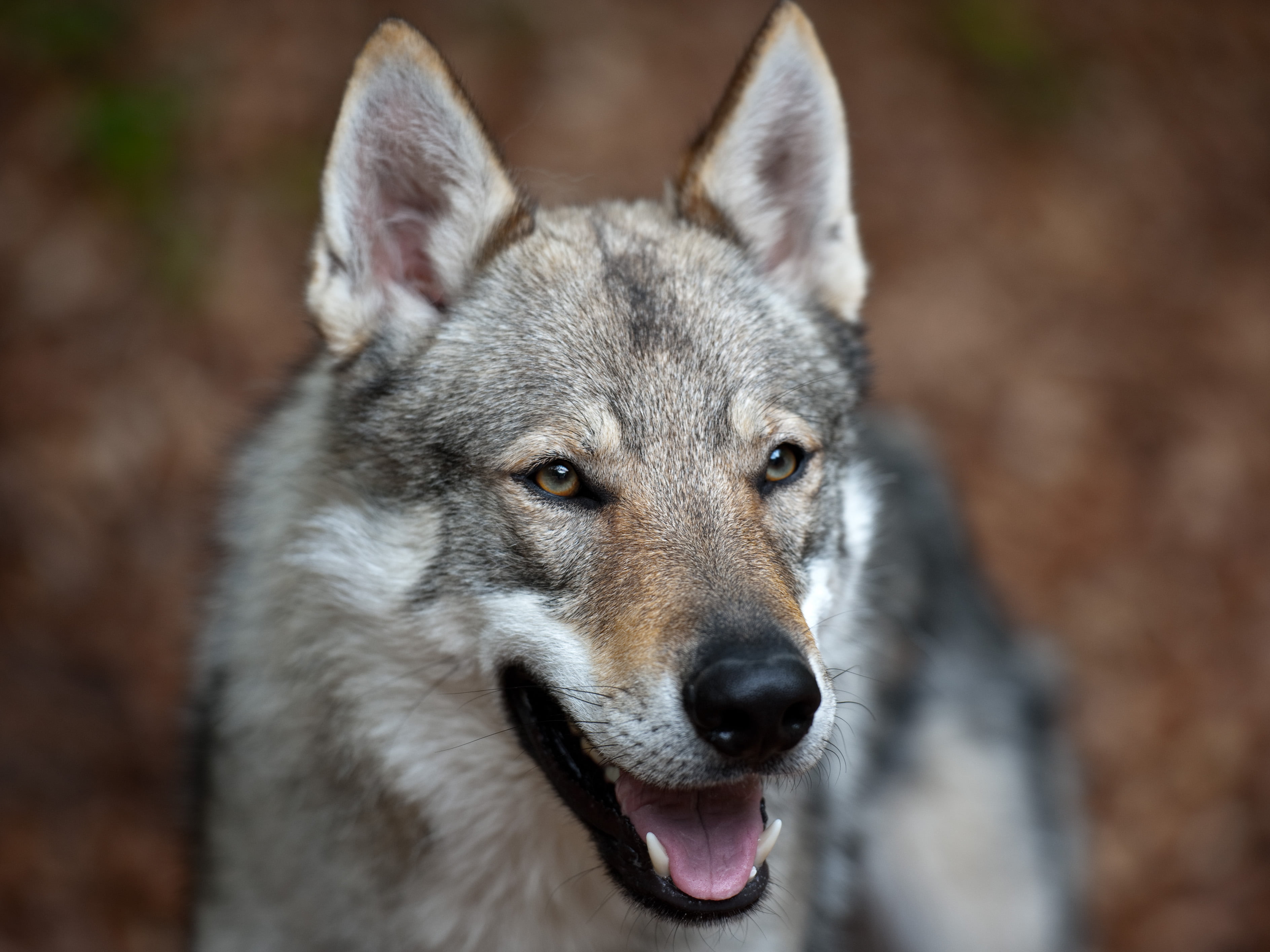 Czechoslovakian Wolfdog - HD Wallpaper 