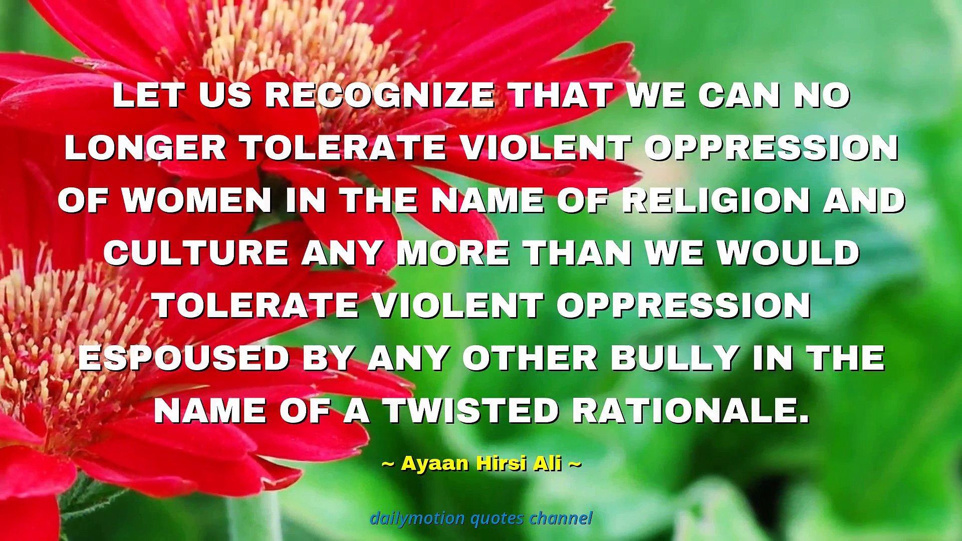 Barberton Daisy - HD Wallpaper 