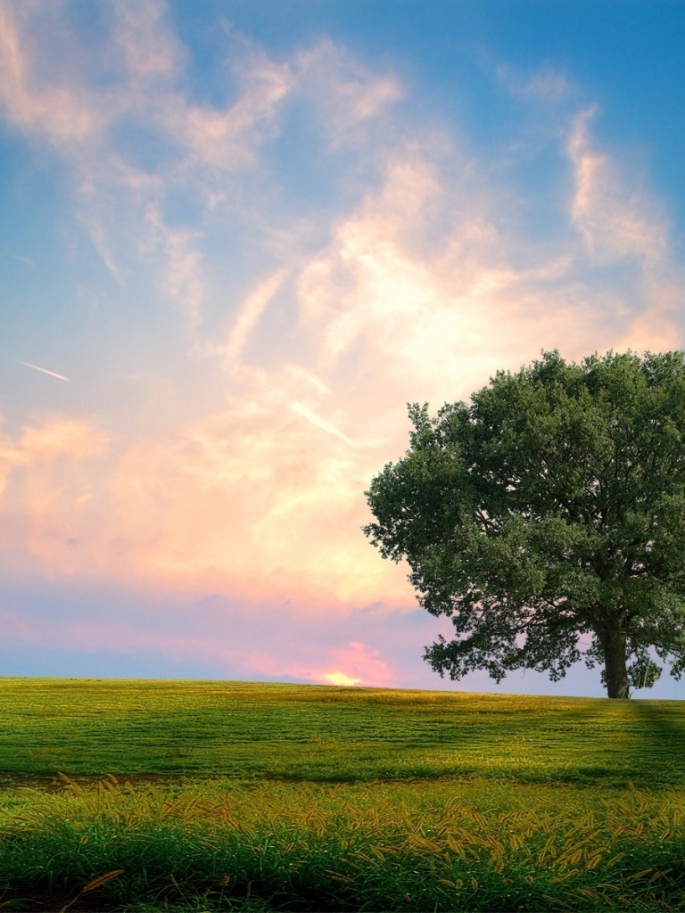 Se Vives De Acordo Com As Leis - HD Wallpaper 