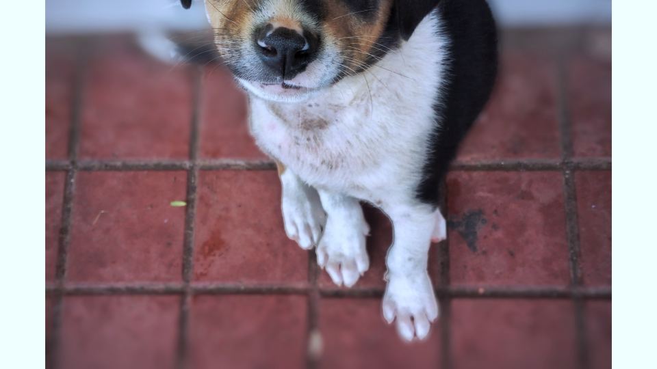 Danish Swedish Farmdog - HD Wallpaper 