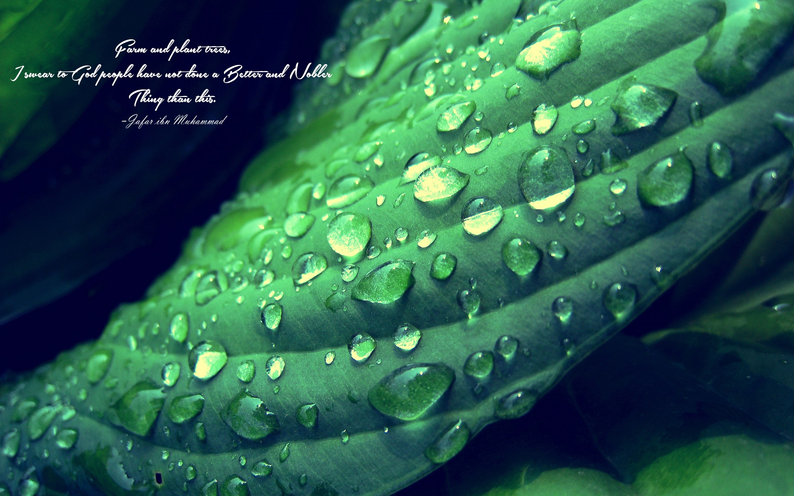 Droplets Of Water On Leaves - HD Wallpaper 
