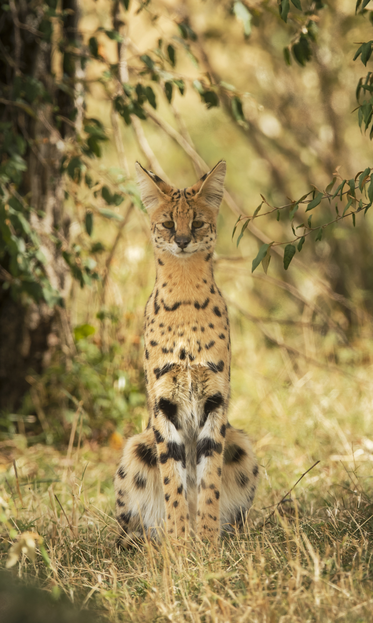 Serval Cat - HD Wallpaper 