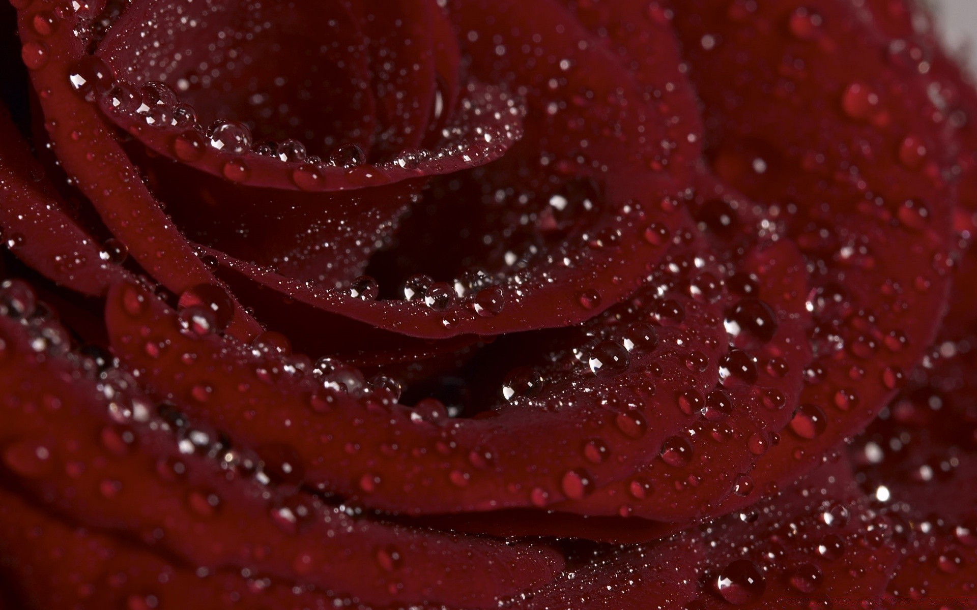 Flowers Dew Drop Rose Close-up Water Wet Rain Flower - Розы После Дождя Фото - HD Wallpaper 