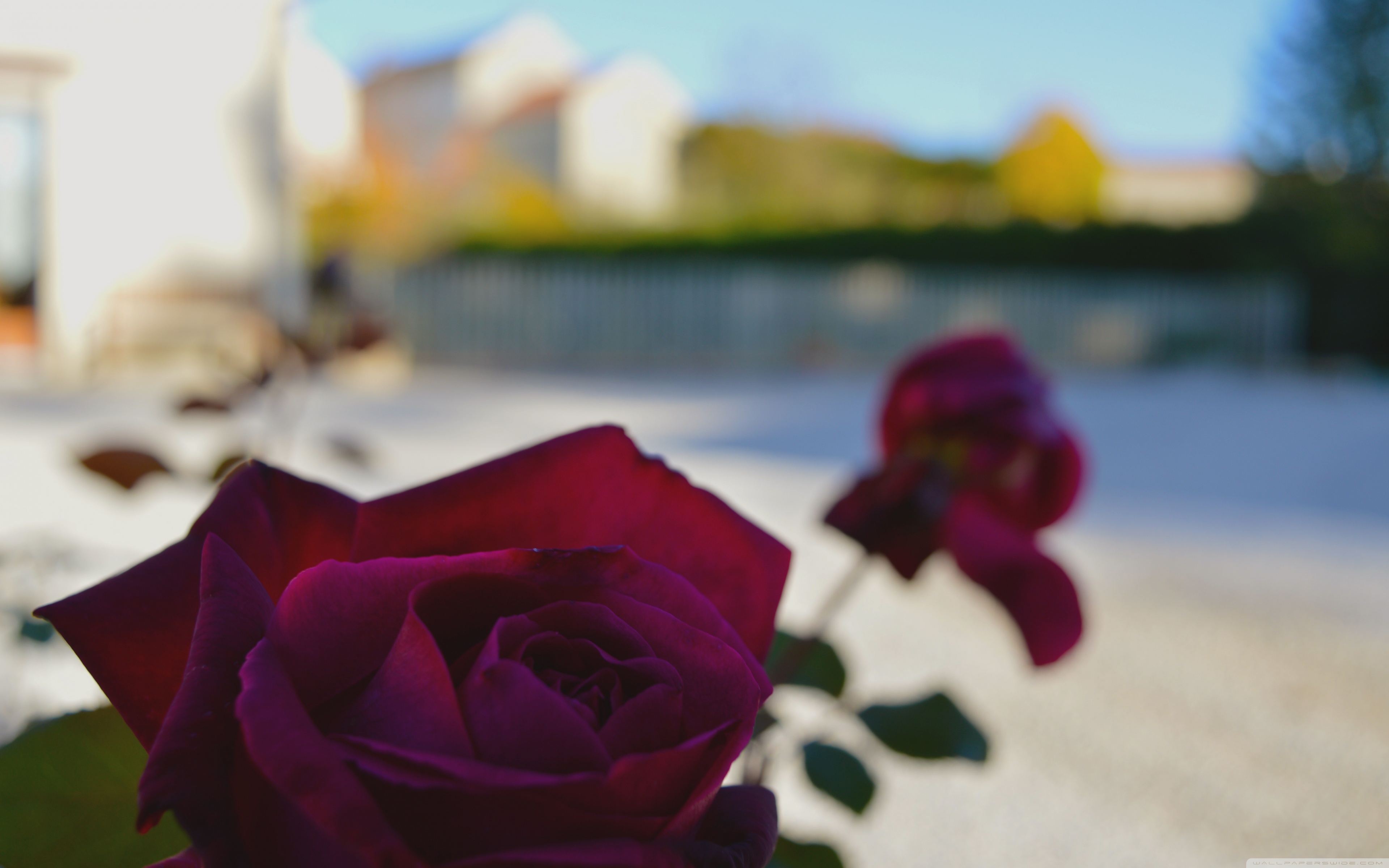 1440p - HD Wallpaper 