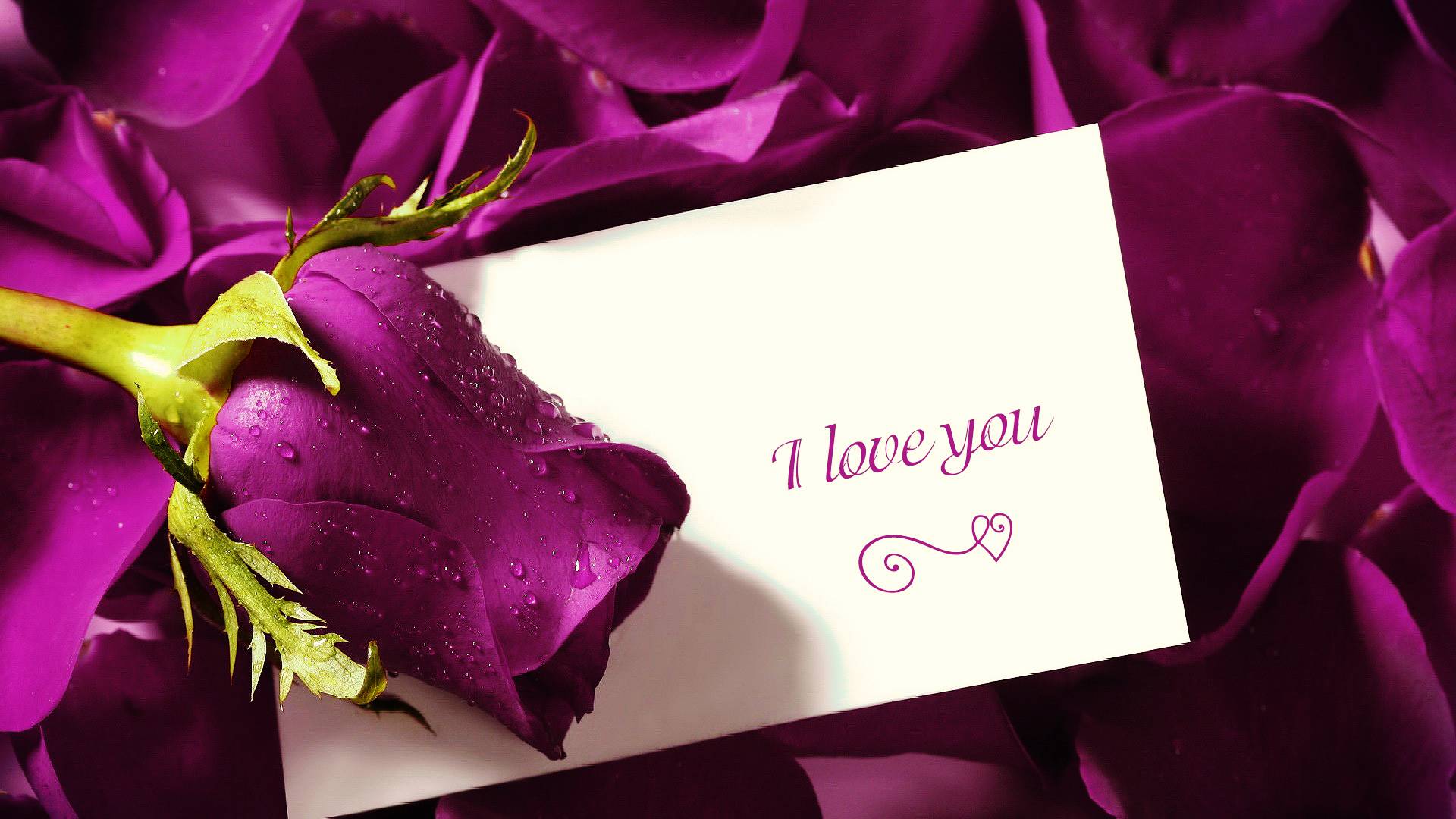 I Love Picture Purple Background Love Letter For Him - Purple Love Flower - HD Wallpaper 