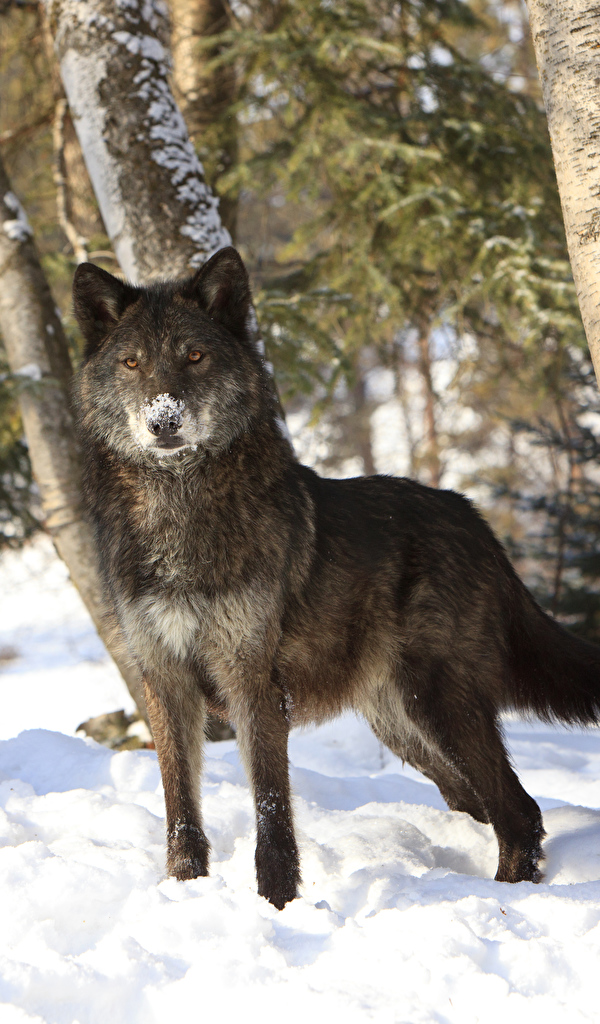 Wolf - HD Wallpaper 