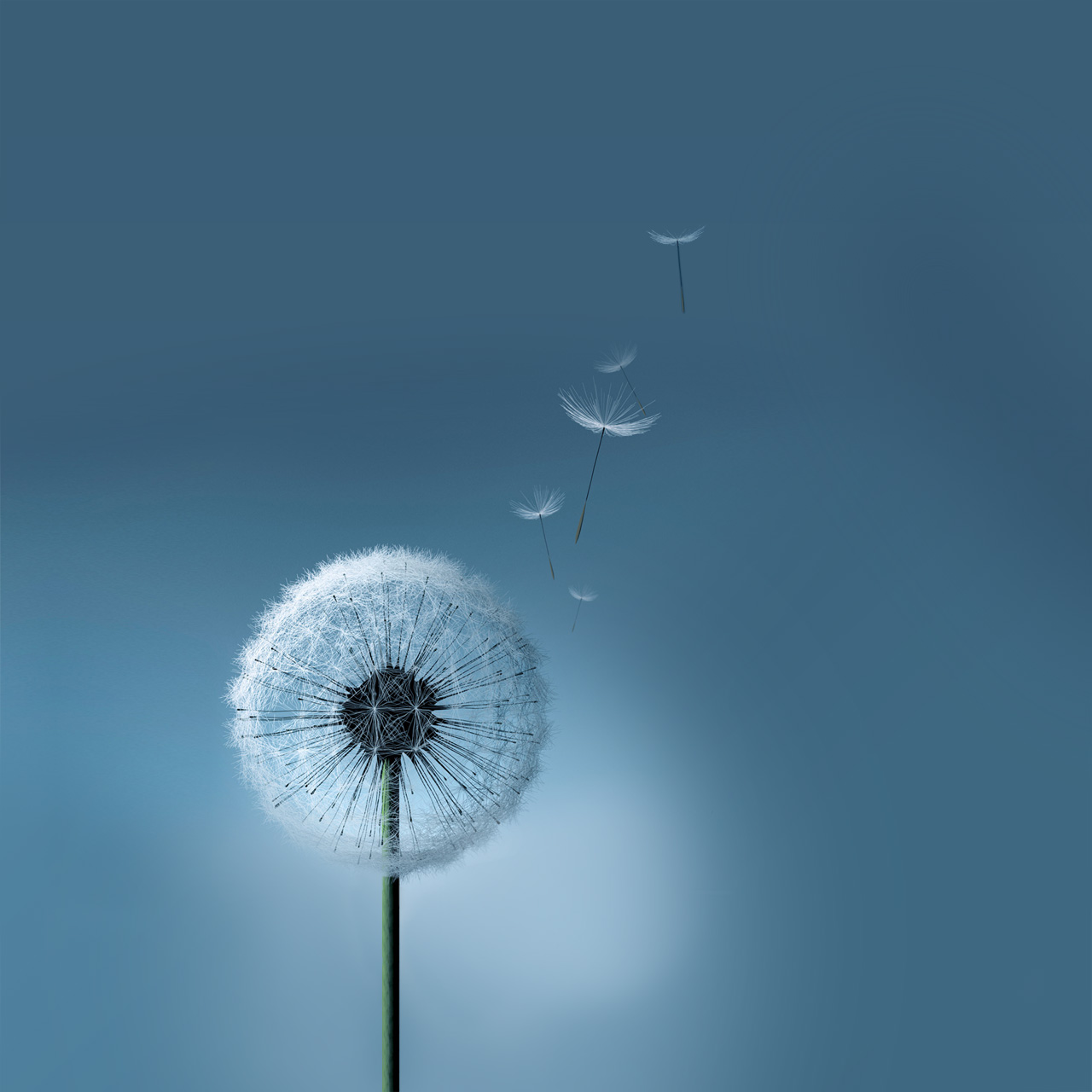 Dandelion - HD Wallpaper 