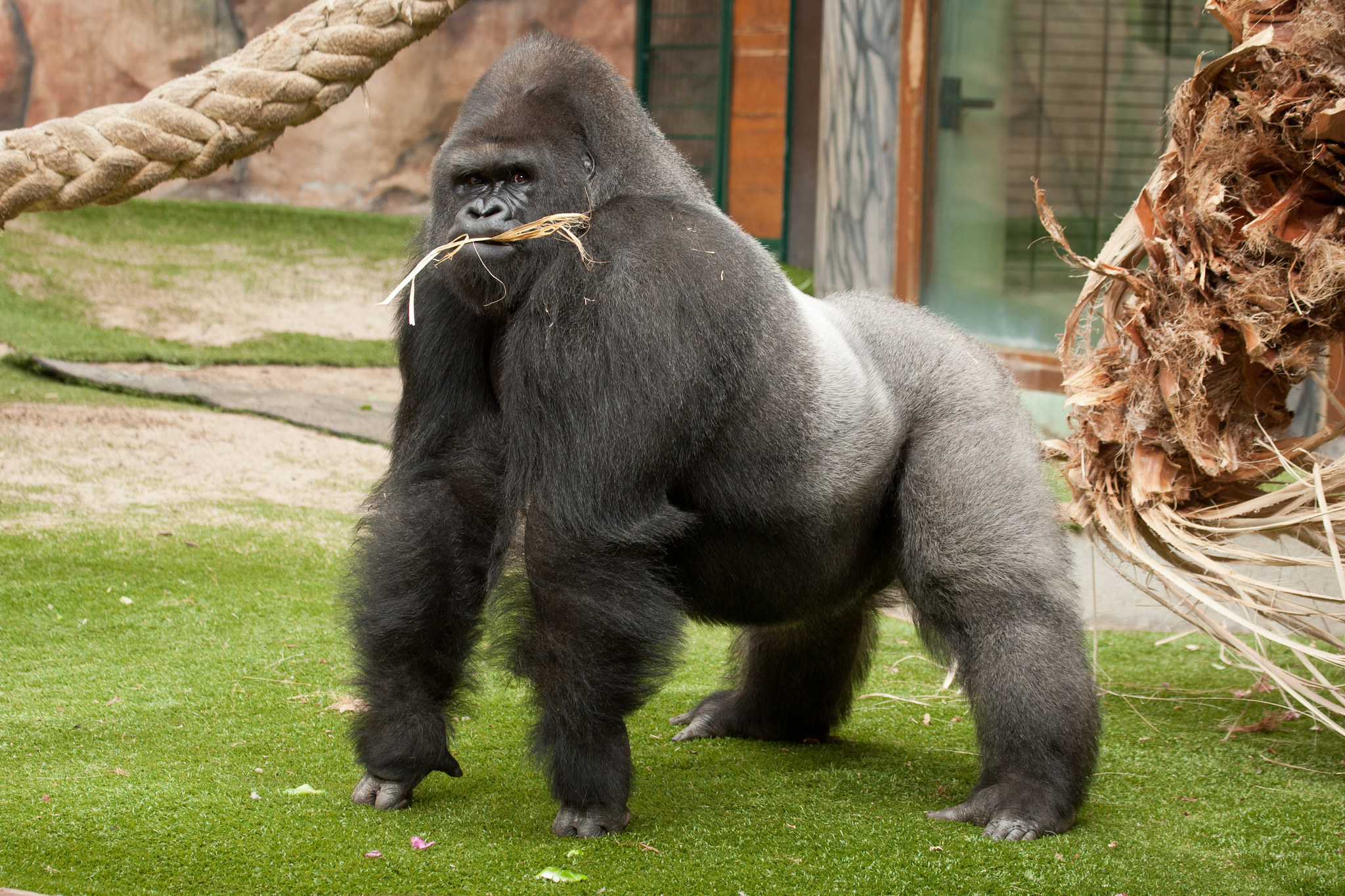 Hd Wallpaper Gorilla - HD Wallpaper 