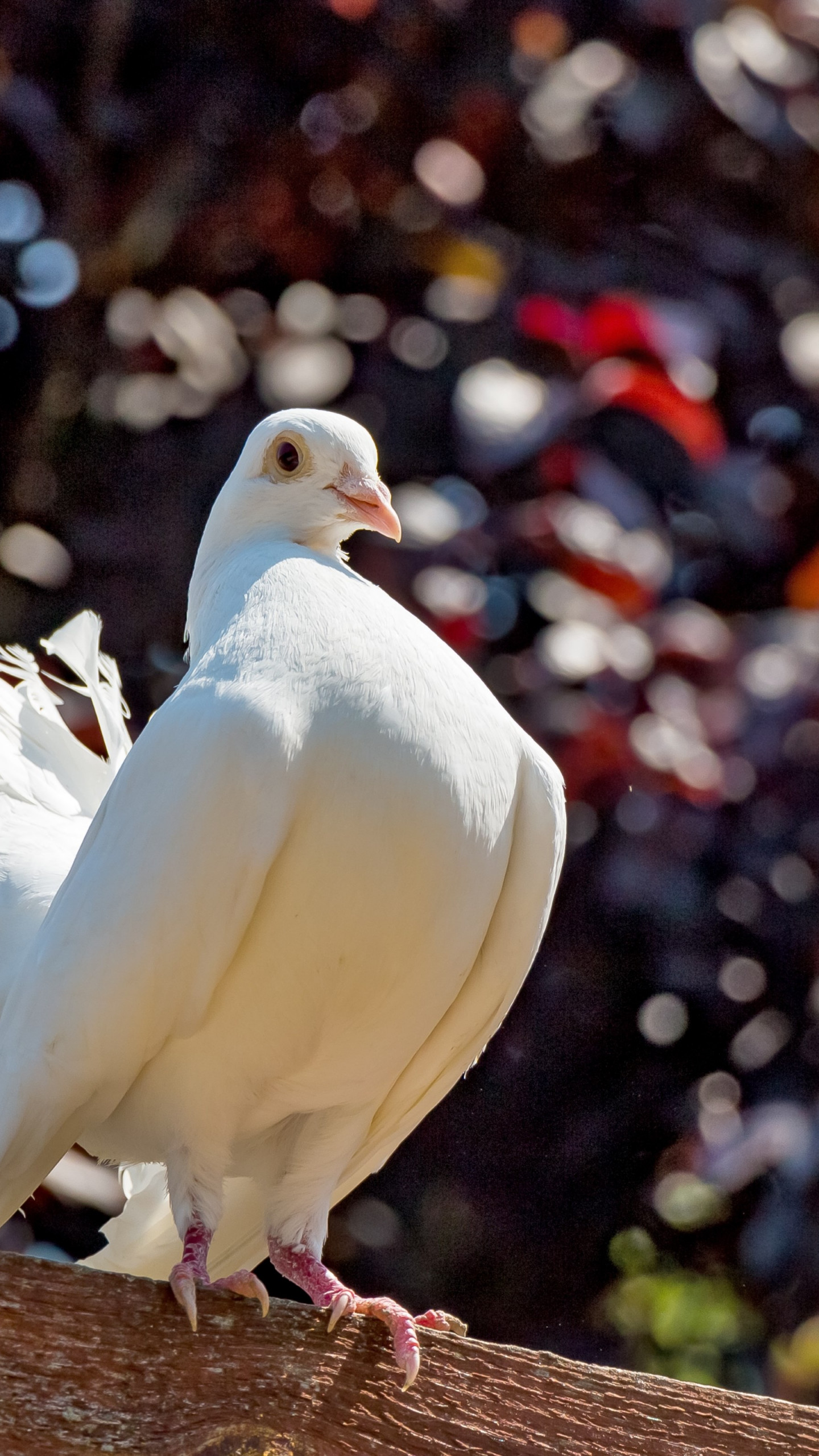White Pigeon Wallpaper - Fantail Pigeon - HD Wallpaper 