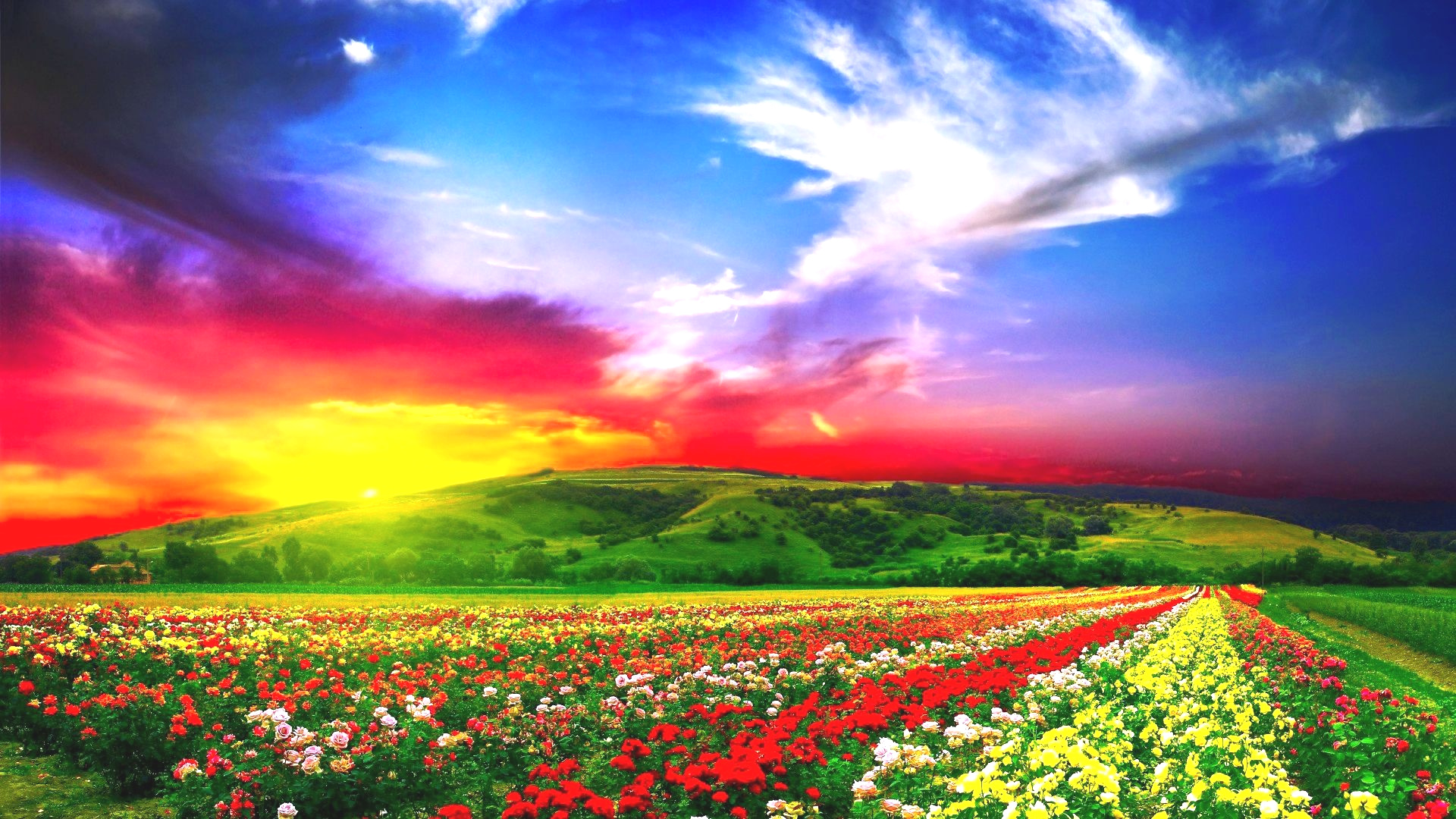 New Background - HD Wallpaper 