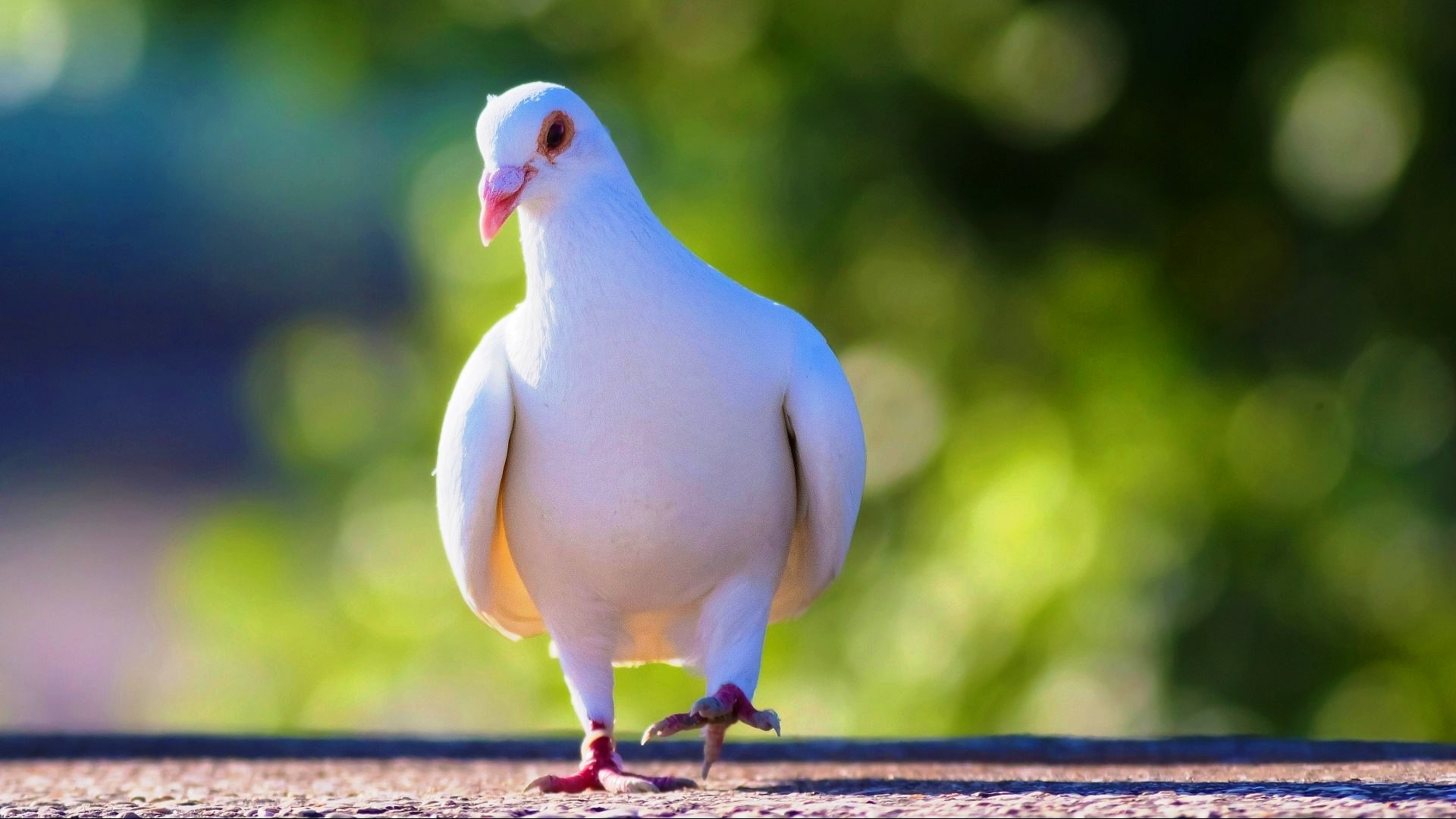 White Bird Pigeon Dove Wallpaper Download - Dove Birds Images Download - HD Wallpaper 