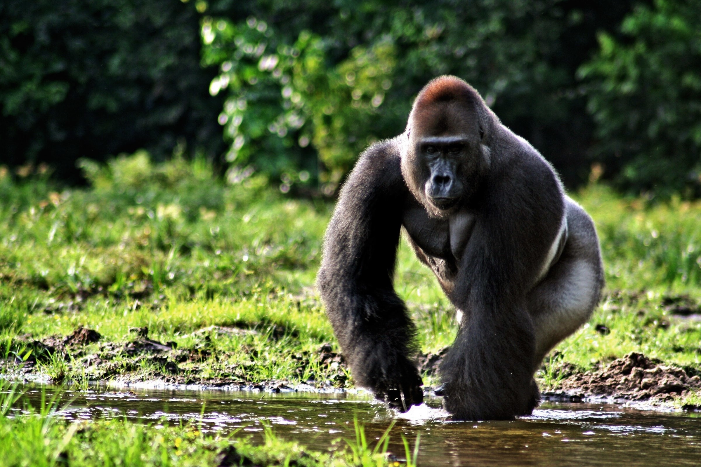 2400x1600, Gorilla Full Hd Wallpapers Gorilla Widescreen - Gorilla In Tropical Rainforest - HD Wallpaper 