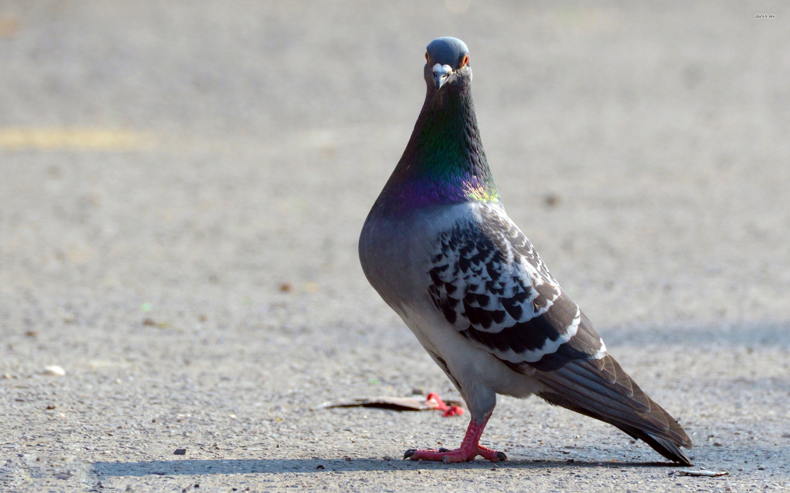 Pigeon Up Close - HD Wallpaper 