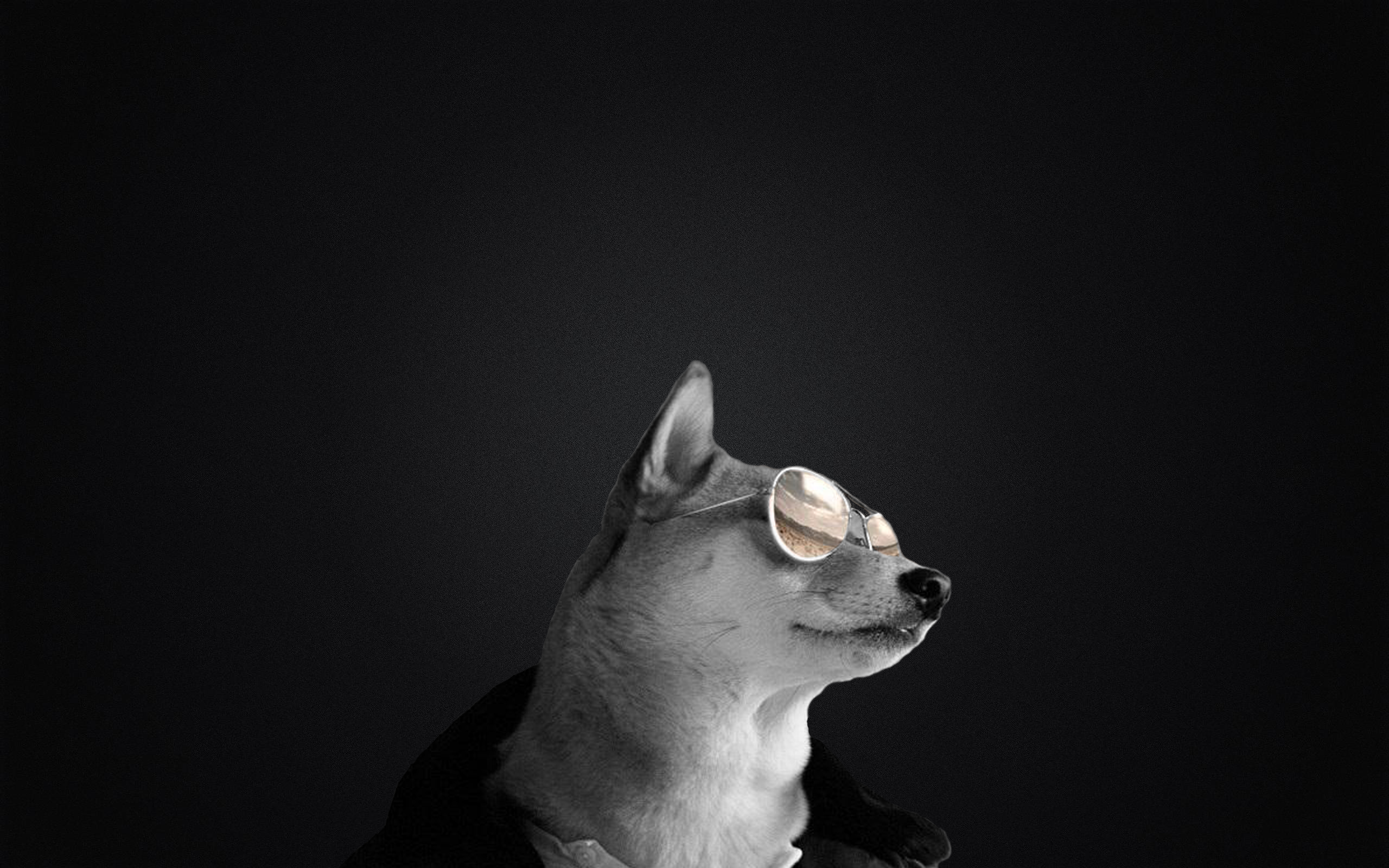 Companion Dog - HD Wallpaper 