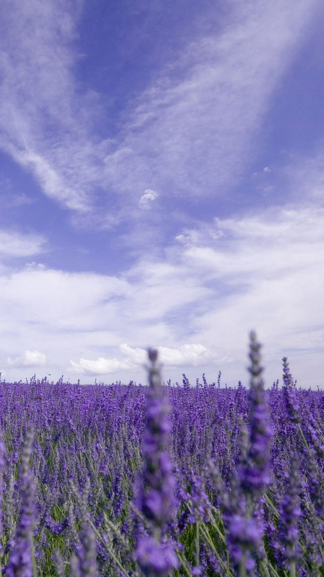 Lavender Iphone Background - HD Wallpaper 