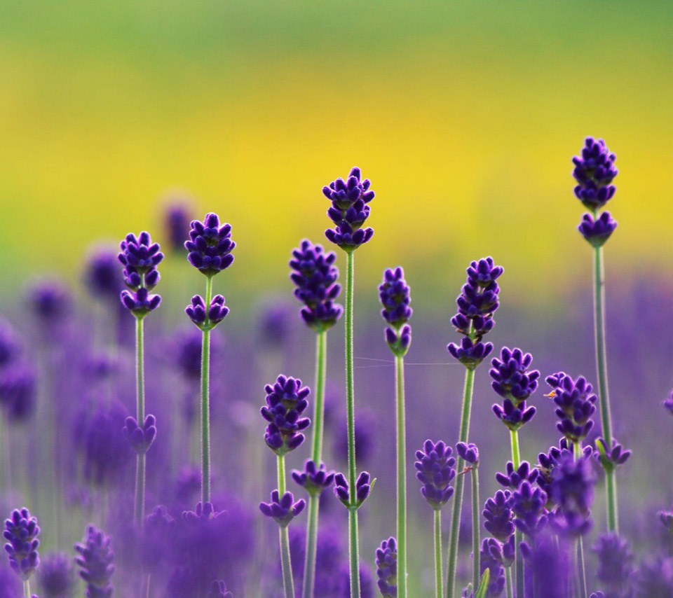 Beautiful Lavender Fields Backgrounds - Lavender Flower Wallpaper For Desktop - HD Wallpaper 