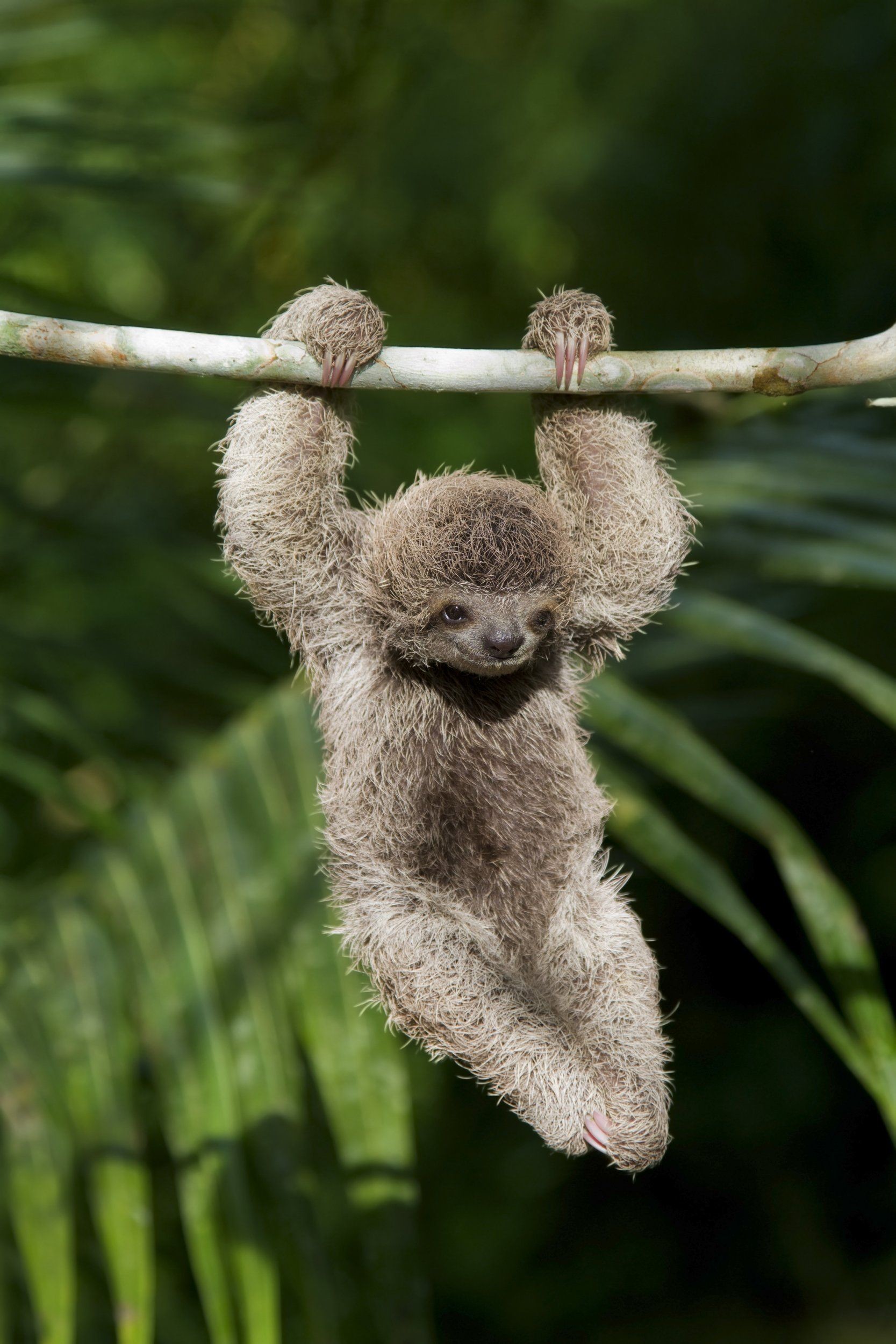 1667x2500, International Sloth Day Credit - Hang In There Baby Sloth - HD Wallpaper 