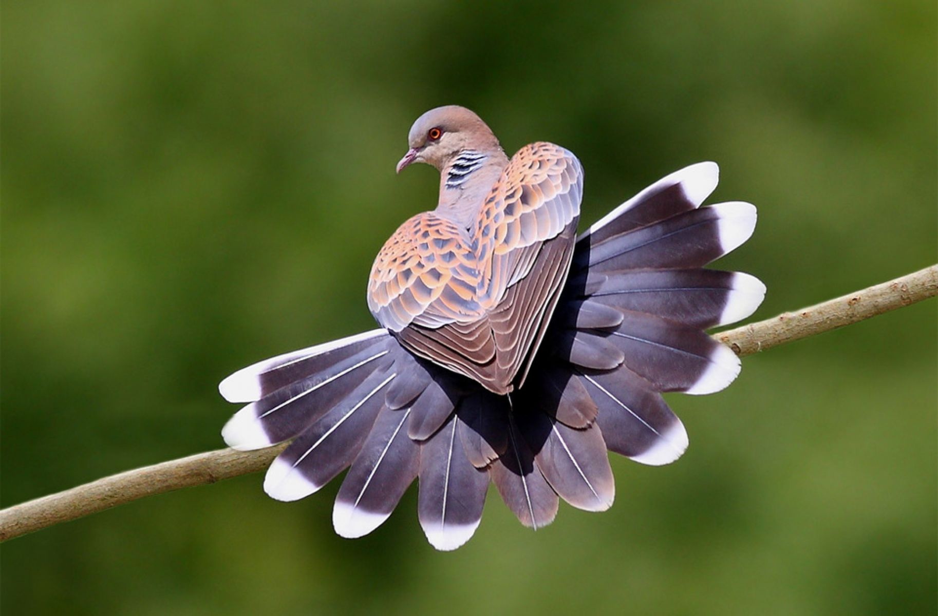 Heart Shaped Pigeon Wallpaper - Birds In Heart Shape - HD Wallpaper 