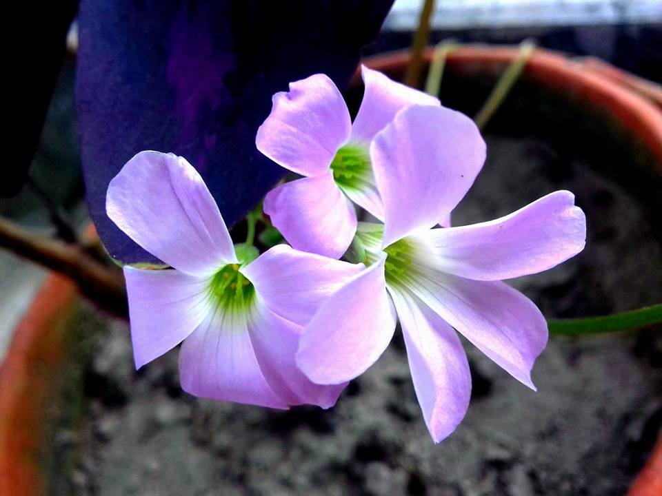 Download Ultra Hd Quality Unique Flowers Wallpapers - Unique Flowers Hd - HD Wallpaper 