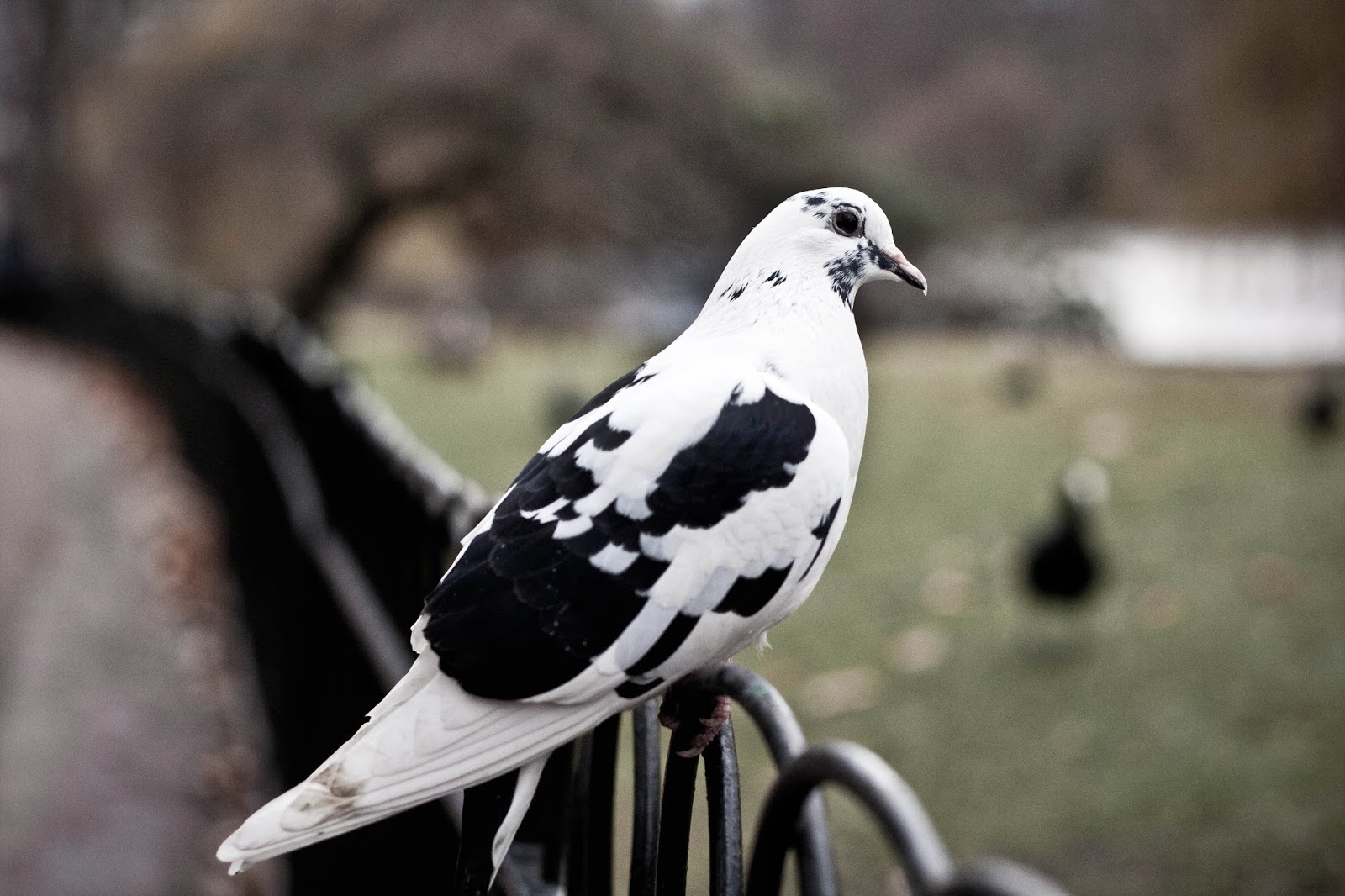 Pigeon Wallpapers Full Hd - 1600x1066 Wallpaper Pigeon Wallpapers Full Hd - 1600x1066 Wallpaper