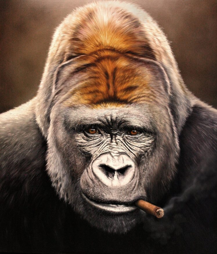 Smoking Gorilla - HD Wallpaper 
