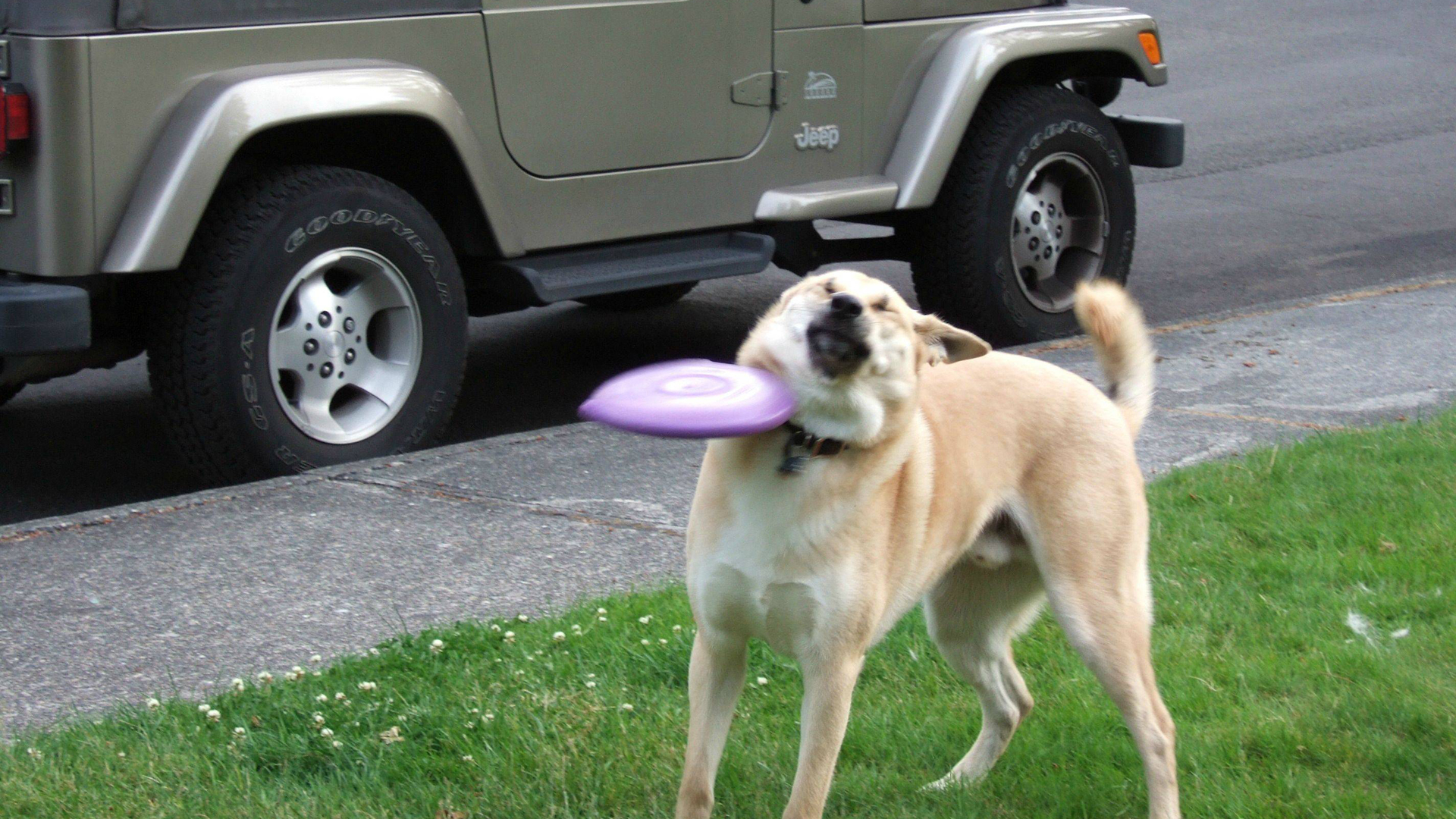 High Quality Frisbee Doge Blank Meme Template - Life Hit Me Like - HD Wallpaper 