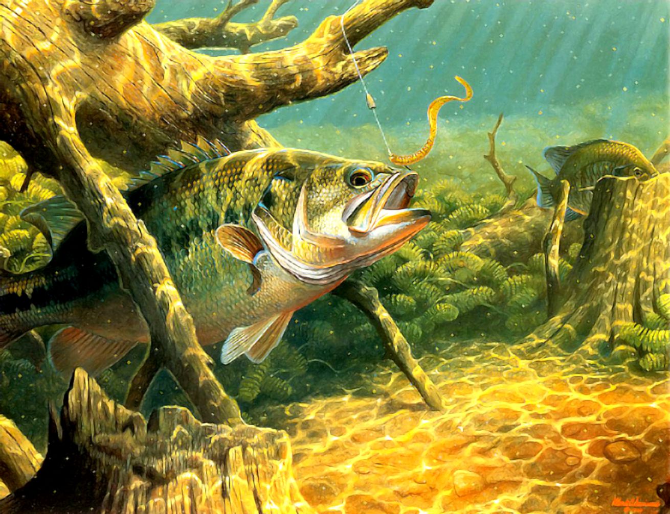 Largemouth Bass Wallpaper Hd Amazing Wallpaper Hd Library - Fishing Bass - HD Wallpaper 