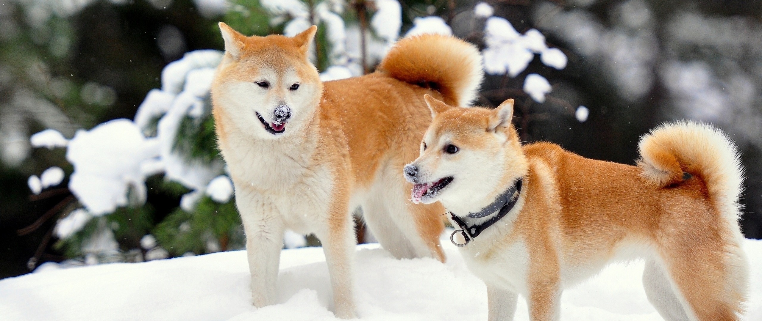 Wallpaper Akita Inu, Dog, Snow, Playful 
 Data-src - Shiba Inu 1080p - HD Wallpaper 