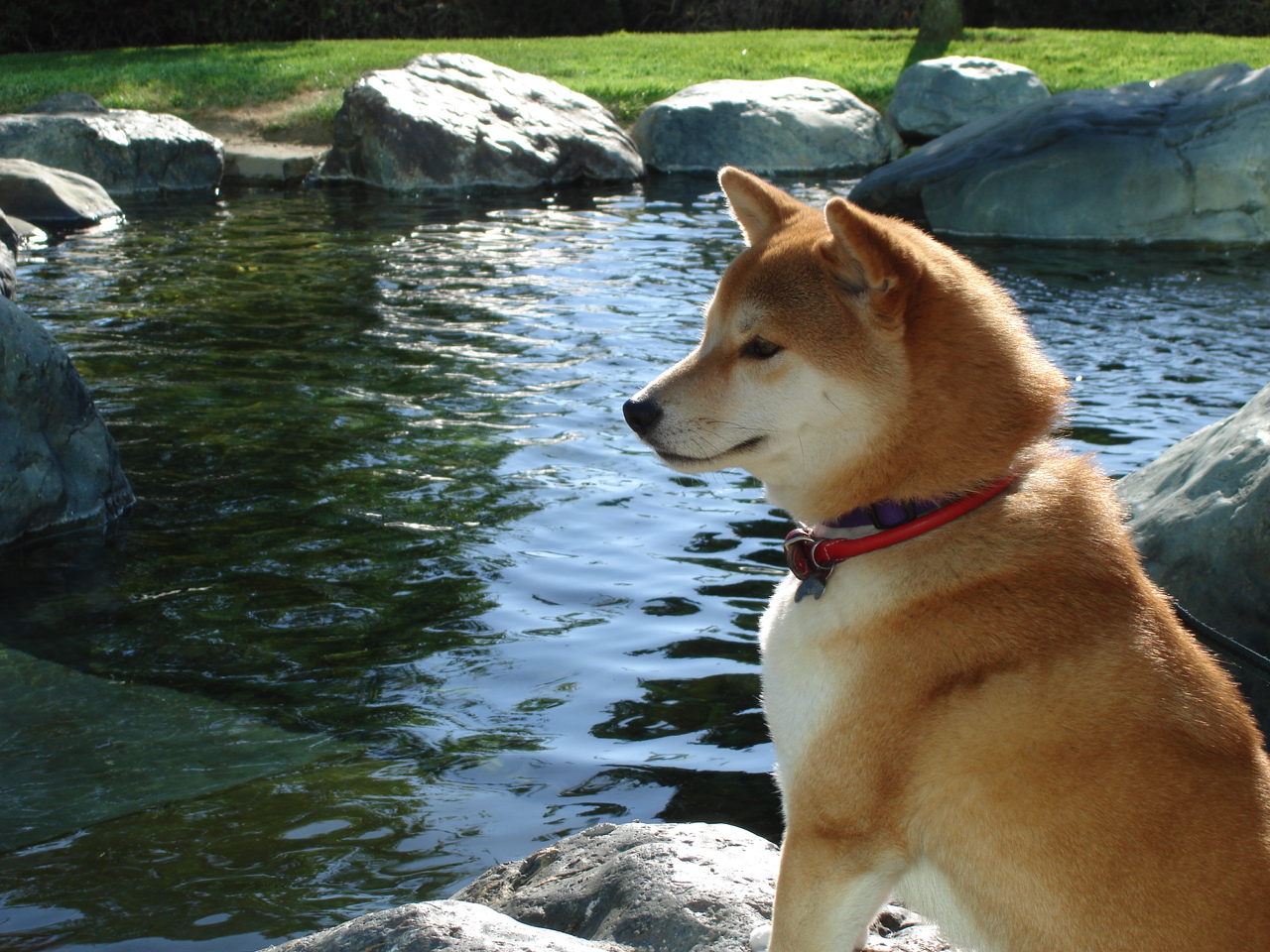 Relaxing Shiba Inu Dog Wallpaper - Beautiful Shiba Inu - HD Wallpaper 