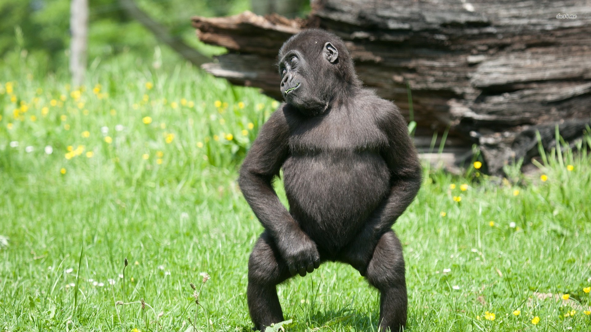 Baby Gorilla Funny - HD Wallpaper 