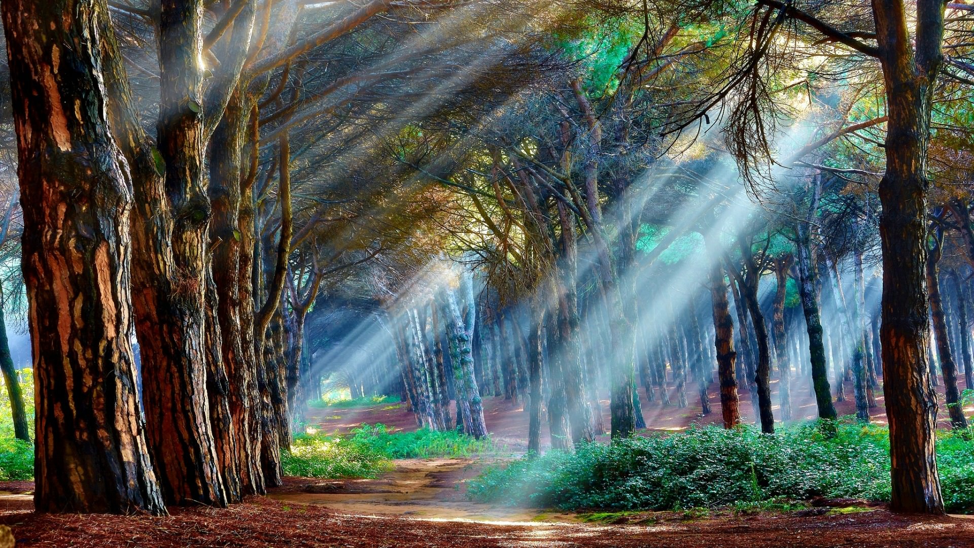 Mystical Background Forest - HD Wallpaper 