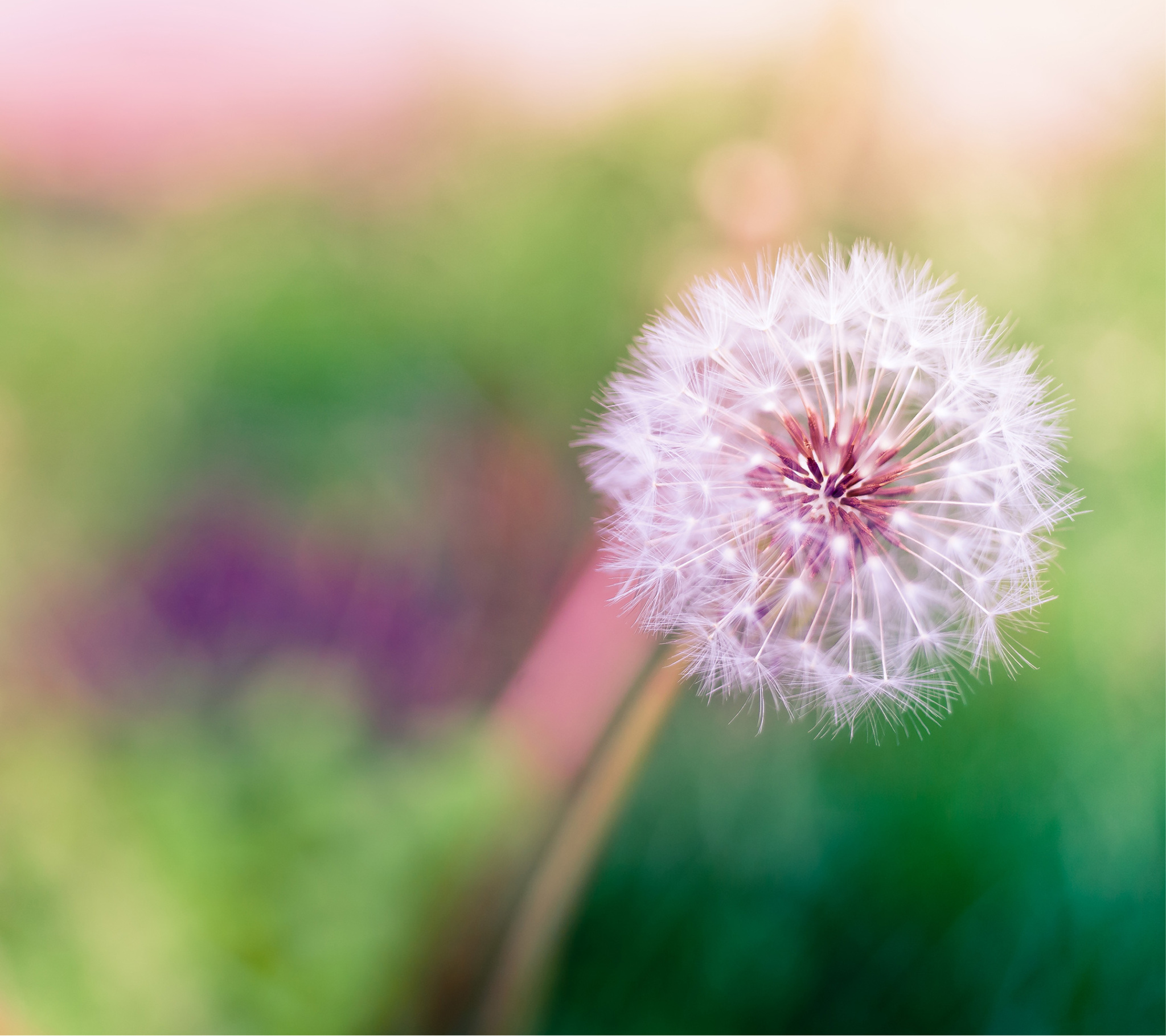 Htc11 - Lock Screen Flower Hd - HD Wallpaper 
