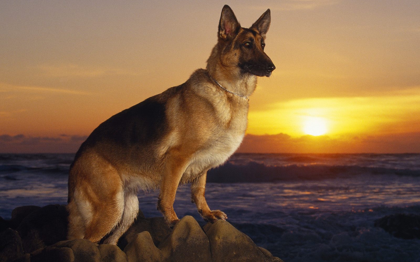 National Dog Day Wallpaper - German Shepard - 1440x900 Wallpaper