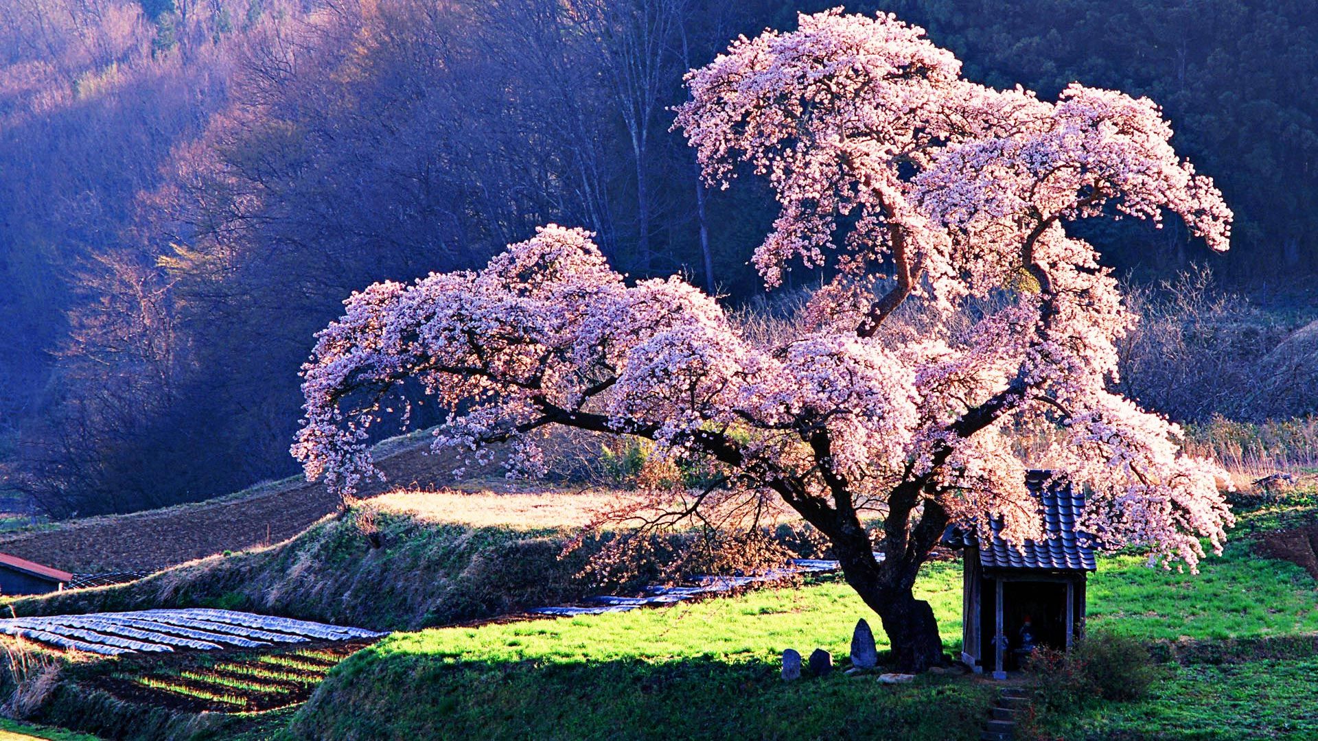 Cherry Blossom Theme For Windows 10 - Beautiful Japanese Cherry Blossom - HD Wallpaper 