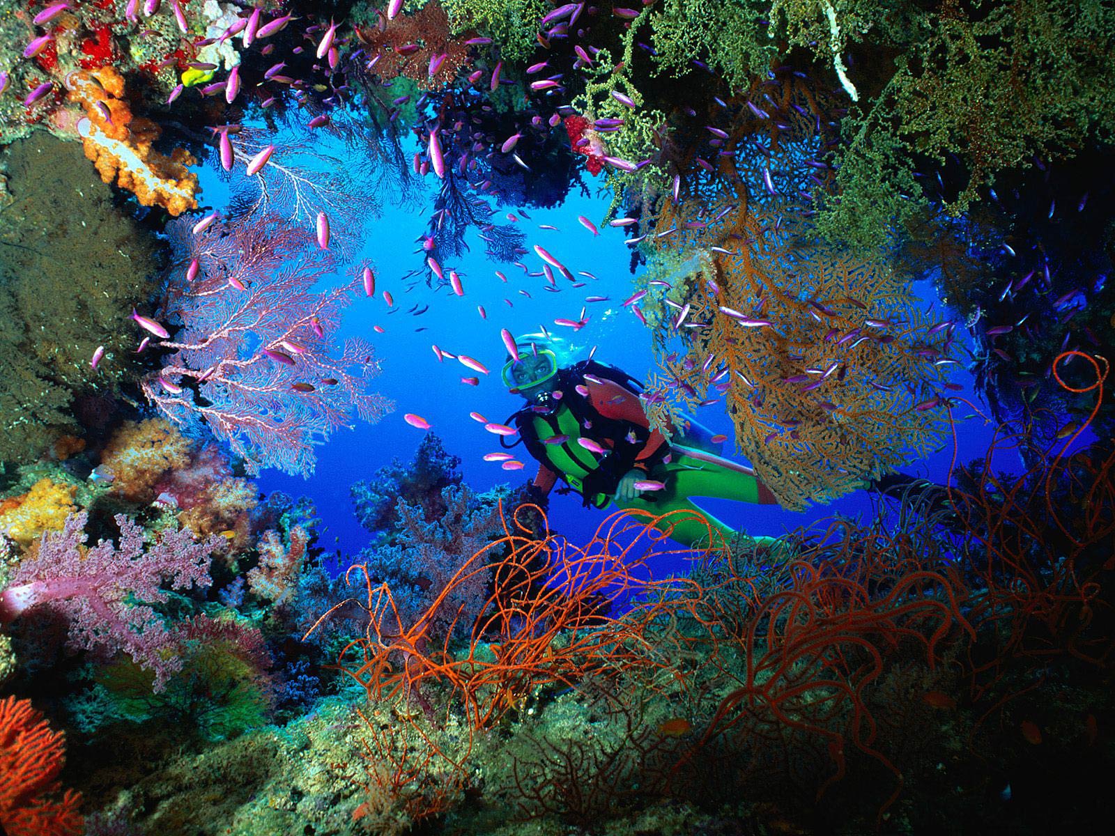 Free Coral Wallpaper Wallpapers Download - Scuba Diving Mossel Bay - HD Wallpaper 