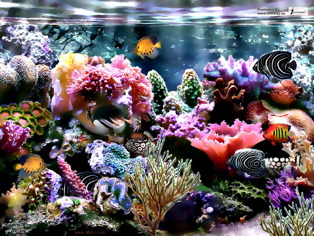 Coral Aquarium - HD Wallpaper 