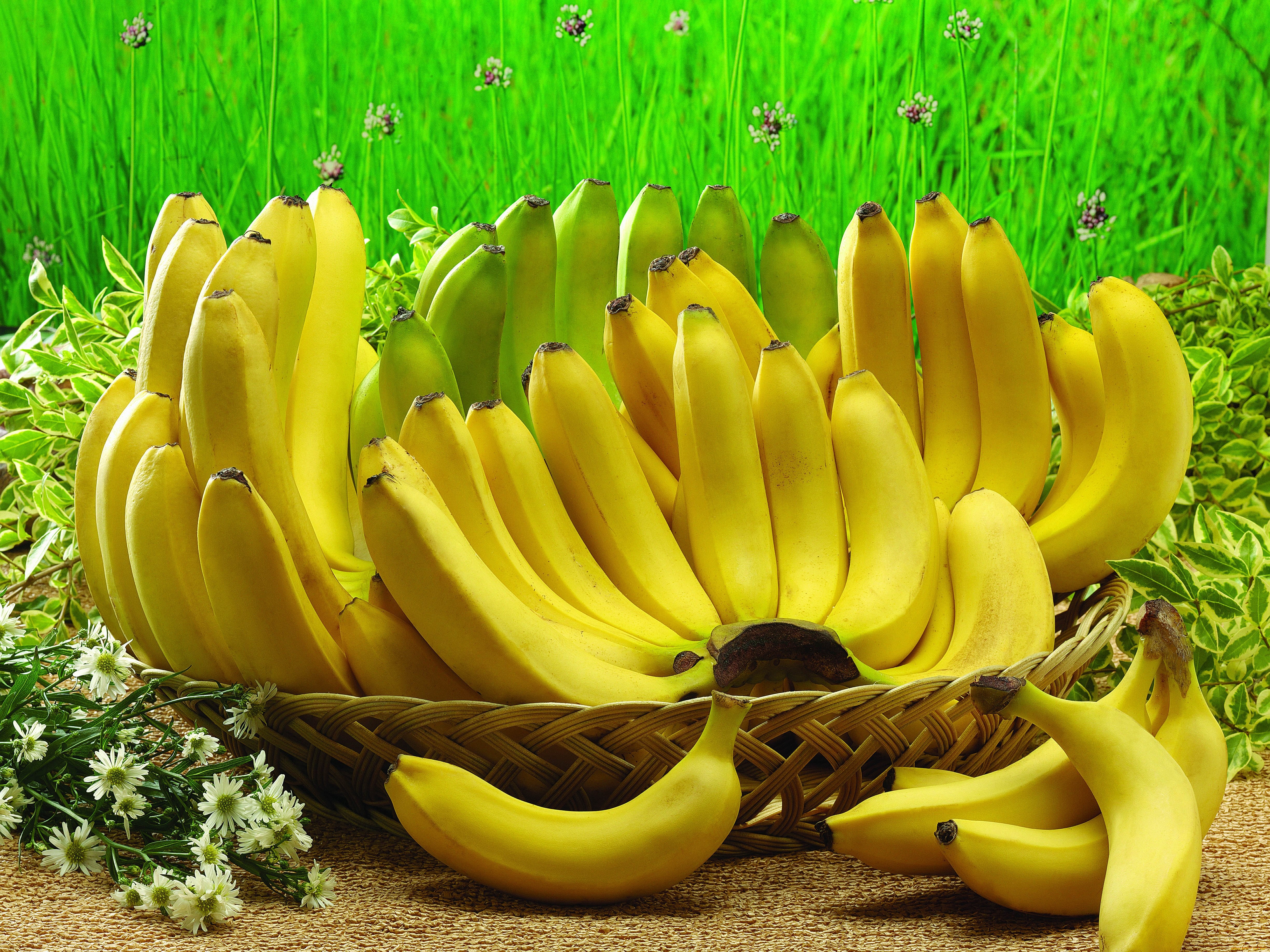 Banana Fruit - HD Wallpaper 